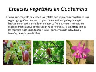 Especies vegetales en Guatemala 
La flora es un conjunto de especies vegetales que se pueden encontrar en una 
región geográfica que son propias de un periodo geológico o que 
habitan en un ecosistema determinado. La flora atiende al número de 
especies mientras que la vegetación hace referencia a la distribución de 
las especies y a la importancia relativa, por número de individuos, y 
tamaño, de cada una de ellas. 
 