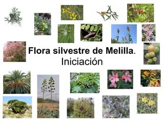 Flora silvestre de Melilla .  Iniciación 