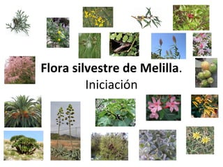 Flora silvestre de Melilla . Iniciación 