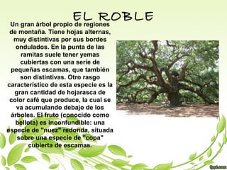 EL ROBLEUn gran árbol propio de regiones
de montaña. Tiene hojas alternas,
muy distintivas por sus bordes
ondulados. En la punta de las
ramitas suele tener yemas
cubiertas con una serie de
pequeñas escamas, que también
son distintivas. Otro rasgo
característico de esta especie es la
gran cantidad de hojarasca de
color café que produce, la cual se
va acumulando debajo de los
árboles. El fruto (conocido como
bellota) es inconfundible: una
especie de "nuez" redonda, situada
sobre una especie de "copa"
cubierta de escamas.
 