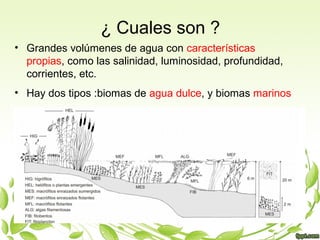 ¿ Cuales son ?
• Grandes volúmenes de agua con características
propias, como las salinidad, luminosidad, profundidad,
corrientes, etc.
• Hay dos tipos :biomas de agua dulce, y biomas marinos
 