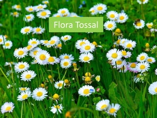 Flora Tossal
 