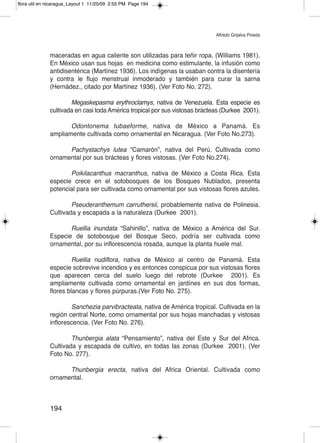 flora util en nicaragua_Layout 1 11/25/09 2:55 PM Page 194




                                                                             Alfredo Grijalva Pineda



              maceradas en agua caliente son utilizadas para teñir ropa. (Williams 1981).
              En México usan sus hojas en medicina como estimulante, la infusión como
              antidisentérica (Martínez 1936). Los indígenas la usaban contra la disentería
              y contra le flujo menstrual inmoderado y también para curar la sarna
              (Hernádez., citado por Martínez 1936). (Ver Foto No. 272).

                      Megaskepasma erythroclamys, nativa de Venezuela. Esta especie es
              cultivada en casi toda América tropical por sus vistosas brácteas (Durkee 2001).

                     Odontonema tubaeforme, nativa de México a Panamá. Es
              ampliamente cultivada como ornamental en Nicaragua. (Ver Foto No.273).

                    Pachystachys lutea “Camarón”, nativa del Perú. Cultivada como
              ornamental por sus brácteas y flores vistosas. (Ver Foto No.274).

                     Poikilacanthus macranthus, nativa de México a Costa Rica. Esta
              especie crece en el sotobosques de los Bosques Nublados, presenta
              potencial para ser cultivada como ornamental por sus vistosas flores azules.

                      Pseuderanthemum carruthersii, probablemente nativa de Polinesia.
              Cultivada y escapada a la naturaleza (Durkee 2001).

                     Ruellia inundata “Sahinillo”, nativa de México a América del Sur.
              Especie de sotobosque del Bosque Seco, podría ser cultivada como
              ornamental, por su inflorescencia rosada, aunque la planta huele mal.

                       Ruellia nudiflora, nativa de México al centro de Panamá. Esta
              especie sobrevive incendios y es entonces conspicua por sus vistosas flores
              que aparecen cerca del suelo luego del rebrote (Durkee 2001). Es
              ampliamente cultivada como ornamental en jardínes en sus dos formas,
              flores blancas y flores púrpuras.(Ver Foto No. 275).

                      Sanchezia parvibracteata, nativa de América tropical. Cultivada en la
              región central Norte, como ornamental por sus hojas manchadas y vistosas
              inflorescencia. (Ver Foto No. 276).

                      Thunbergia alata “Pensamiento”, nativa del Este y Sur del Africa.
              Cultivada y escapada de cultivo, en todas las zonas (Durkee 2001). (Ver
              Foto No. 277).

                    Thunbergia erecta, nativa del Africa Oriental. Cultivada como
              ornamental.



              194
 