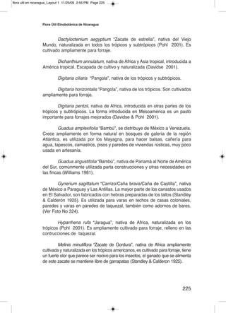 flora util en nicaragua_Layout 1 11/25/09 2:55 PM Page 225




                  Flora Útil etnobotánica de nicaragua



                          Dactyloctenium aegyptium “Zacate de estrella”, nativa del Viejo
                  Mundo, naturalizada en todos los trópicos y subtrópicos (Pohl 2001). Es
                  cultivado ampliamente para forraje.

                         Dichanthium annulatum, nativa de Africa y Asia tropical, introducida a
                  América tropical. Escapada de cultivo y naturalizada (Davidse 2001).

                            Digitaria ciliaris “Pangola”, nativa de los trópicos y subtrópicos.

                         Digitaria horizontalis “Pangola”, nativa de los trópicos. Son cultivados
                  ampliamente para forraje.

                          Digitaria pentzii, nativa de Africa, introducida en otras partes de los
                  trópicos y subtrópicos. La forma introducida en Mesoamérica es un pasto
                  importante para forrajes mejorados (Davidse & Pohl 2001).

                          Guadua amplexifolia “Bambú”, se distribuye de México a Venezuela.
                  Crece ampliamente en forma natural en bosques de galería de la región
                  Atlántica, es utilizada por los Mayagna, para hacer balsas, cañería para
                  agua, tapescos, camastros, pisos y paredes de viviendas rústicas, muy poco
                  usada en artesanía.

                           Guadua angustifolia “Bambú”, nativa de Panamá al Norte de América
                  del Sur, comúnmente utilizada parta construcciones y otras necesidades en
                  las fincas (Williams 1981).

                         Gynerium sagittatum “Carrizo/Caña brava/Caña de Castilla”, nativa
                  de México a Paraguay y Las Antillas. La mayor parte de los canastos usados
                  en El Salvador, son fabricados con hebras preparadas de los tallos (Standley
                  & Calderón 1925). Es utilizada para varas en techos de casas coloniales,
                  paredes y varas en paredes de taquezal, también como adornos de bares.
                  (Ver Foto No 324).

                          Hyparrhena rufa “Jaragua”, nativa de Africa, naturalizada en los
                  trópicos (Pohl 2001). Es ampliamente cultivado para forraje, relleno en las
                  contrucciones de taquezal.

                           Melinis minutiflora “Zacate de Gordura”, nativa de Africa ampliamente
                  cultivada y naturalizada en los trópicos americanos, es cultivado para forraje, tiene
                  un fuerte olor que parece ser nocivo para los insectos, el ganado que se alimenta
                  de este zacate se mantiene libre de garrapatas (Standley & Calderon 1925).




                                                                                                  225
 