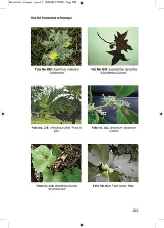 flora util en nicaragua_Layout 1 11/25/09 2:55 PM Page 293




                  Flora Útil etnobotánica de nicaragua




                      Foto no. 029: Argemone mexicana           Foto no. 030: Liquidambar styraciflua
                                “Cardosanto”                           “Liquidambar/Caraña”




                   Foto no. 031: Artocarpus altilis “Fruta de    Foto no. 032: Brosimum alicastrum
                                    pan”                                     “Ojoche”




                       Foto no. 033: Dorstenia drakena            Foto no. 034: Ficus carica “Higo”
                               “Contrahierba”




                                                                                                 293
 