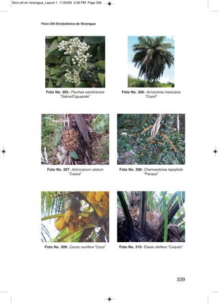 flora util en nicaragua_Layout 1 11/25/09 2:56 PM Page 339




                  Flora Útil etnobotánica de nicaragua




                      Foto no. 305: Pluchea carolinensis      Foto no. 306: Acrocomia mexicana
                             “Salvia/Ciguapate”                            “Coyol”




                      Foto no. 307: Astrocarium alatum       Foto no. 308: Chamaedorea tepejilote
                                  “Casca”                                  “Pacaya”




                     Foto no. 309: Cocos nucifera “Coco”     Foto no. 310: Elaeis oleifera “Coquito”




                                                                                                339
 