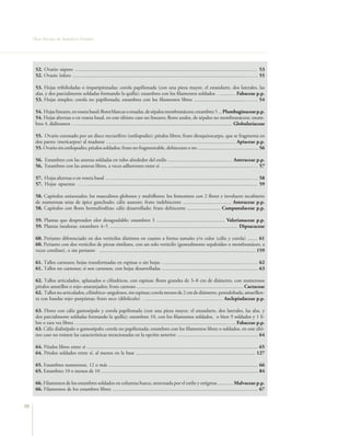 Flora Vascular de Andalucía Oriental




      52. Ovario súpero …........................................................................................................................................… 53
      52. Ovario ínfero ..…...................................................................................................................................……. 55

      53. Hojas trifolioladas o imparipinnadas; corola papilionada (con una pieza mayor, el estandarte, dos laterales, las
      alas, y dos parcialmente soldadas formando la quilla); estambres con los filamentos soldados ….......… Fabaceae p.p.
      53. Hojas simples; corola no papilionada; estambres con los filamentos libres ........................................…….. 54

      54. Hojas lineares, en roseta basal; flores blancas o rosadas, de sépalos membranáceos; estambres 5 ... Plumbaginaceae p.p.
      54. Hojas alternas o en roseta basal, en este último caso no lineares; flores azules, de sépalos no membranáceos; estam-
      bres 4, didínamos …........................................................................................................................... Globulariaceae

      55. Ovario coronado por un disco nectarífero (estilopodio); pétalos libres; fruto diesquizocarpo, que se fragmenta en
      dos partes (mericarpos) al madurar ...................................................................................................... Apiaceae p.p.
      55. Ovario sin estilopodio; pétalos soldados; fruto no fragmentable, dehiscente o no ................................................ 56

      56. Estambres con las anteras soldadas en tubo alrededor del estilo ...............................................… Asteraceae p.p.
      56. Estambres con las anteras libres, a veces adherentes entre sí ……................................................................…. 57

      57. Hojas alternas o en roseta basal …...............................................................................................................….. 58
      57. Hojas opuestas ……...................................................................................................................................... 59

      58. Capítulos unisexuales; los masculinos globosos y multifloros; los femeninos con 2 flores e involucro recubierto
      de numerosas setas de ápice ganchudo; cáliz ausente; fruto indehiscente ...................................... Asteraceae p.p.
      58. Capítulos con flores hermafroditas; cáliz desarrollado; fruto dehiscente .......................... Campanulaceae p.p.

      59. Plantas que desprenden olor desagradable; estambres 3 ...................................................... Valerianaceae p.p.
      59. Plantas inodoras; estambres 4–5 ..................................................................................................... Dipsacaceae

      60. Perianto diferenciado en dos verticilos distintos en cuanto a forma tamaño y/o color (cáliz y corola) ........ 61
      60. Perianto con dos verticilos de piezas similares, con un solo verticilo (generalmente sepaloideo o membranáceo, a
      veces corolino), o sin perianto ........................................................................................................................... 159

      61. Tallos carnosos; hojas transformadas en espinas o sin hojas …...........................................................….…… 62
      61. Tallos no carnosos; si son carnosos, con hojas desarrolladas ............................................................................ 63

      62. Tallos articulados, aplanados o cilíndricos, con espinas; flores grandes de 3–8 cm de diámetro, con numerosos
      pétalos amarillos o rojo–anaranjados; fruto carnoso .................................................................................... Cactaceae
      62. Tallos no articulados, cilíndrico–angulosos, sin espinas; corola menos de 2 cm de diámetro, pentalobada, amarillen-
      ta con bandas rojo–purpúreas; fruto seco (difolículo) …........................................................… Asclepiadaceae p.p.

      63. Flores con cáliz gamosépalo y corola papilionada (con una pieza mayor, el estandarte, dos laterales, las alas, y
      dos parcialmente soldadas formando la quilla); estambres 10, con los filamentos soldados, o bien 9 soldados y 1 li-
      bre o rara vez libres ….....................................................................................................................….. Fabaceae p.p.
      63. Cáliz dialisépalo o gamosépalo; corola no papilionada; estambres con los filamentos libres o soldados, en este últi-
      mo caso no reúnen las características mencionadas en la opción anterior ................................................................ 64

      64. Pétalos libres entre sí ....................................................................................................................................... 65
      64. Pétalos soldados entre sí, al menos en la base .............................................................................................. 127

      65. Estambres numerosos, 12 o más ...................................................................................................................... 66
      65. Estambres 10 o menos de 10 ............................................................................................................................ 84

      66. Filamentos de los estambres soldados en columna hueca, atravesada por el estilo y estigmas ............ Malvaceae p.p.
      66. Filamentos de los estambres libres ................................................................................................................... 67


98
 