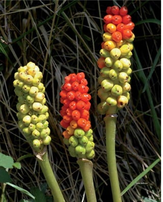 Arum italicum
 