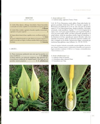 Flora Vascular de Andalucía Oriental




                                     ARACEAE                                                  1. Arum italicum Mill.                                                       –aro–
                                  (por G. Blanca)                                             = A. italicum subsp. neglectum (Towns.) Prime

                                                                                              G.rh. 30–70 cm. Rizomatosa, acaule, glabra. Hojas todas basales, lar-
 1. Limbo foliar elíptico, oblongo, lanceolado o linear–lanceolado,                           gamente pecioladas; limbo hasta 30(35) cm, hastado o sagitado. In-
 ± atenuado en la base; espádice no ensanchado en la parte superior                           florescencia con pedúnculo de 6–20 cm, más corto que los pecíolos;
 ………………………….................................……… 2. Biarum                                     espata 12–35 cm, abierta hasta la base –donde es tubulosa–, lanceolada,
 1. Limbo foliar cordado, sagitado o hastado; espádice ensanchado o                           acuminada, verde–amarillenta. Espádice 1/3–1/2 de la longitud de la
 capitado en la parte superior ……….....................................…. 2                   espata, recto, con la parte apical claviforme, por lo general amarillo, a
                                                                                              veces con tonos pardos, fétido, con flores unisexuales agrupadas en la
 2. Espata abierta hasta la base; espádice recto, con flores estériles; sé-                   mitad inferior, arriba las masculinas estériles, luego las masculinas, y
 siles …........................................................................... 1. Arum   las femeninas en la base, separadas por espacios desnudos, todas muy
 2. Espata soldada formando un tubo abierto en la parte superior; es-                         reducidas, sin perianto, sésiles, las femeninas superiores también esté-
 pádice recurvado en el ápice, sin flores estériles; flores masculinas pe-                    riles y contiguas con las fértiles. Infrutescencia epigea, constituida por
 diceladas ………….........................................…… 3. Arisarum                        numerosas bayas globosas, rojas, brillantes. 2n = 84. III–VI(VII).

                                                                                              Grietas de roquedos, herbazales escionitrófilos, pastizales higrófilos, orlas de bos-
                                                                                              ques, bosques y bosquetes riparios y mediterráneos climatófilos, por lo general en
1. ARUM L.                                                                                    lugares nemorales o umbrosos, 0–1800 m (t–s). Europea y circunmediterránea.
                                                                                              Todo el territorio. oc. LC.

 1. Planta rizomatosa; pedúnculo más corto que los pecíolos; an-
 teras amarillentas ................................................... 1. A. italicum        2. Arum cylindraceum Gasp.                                                   –aro–
 1. Planta tuberosa, con tubérculo subgloboso, algo aplastado dor-                            = A. alpinum Schott & Kotschy
 siventralmente; pedúnculo de longitud igual o más largo que los                              = A. maculatum subsp. danicum Prime
 pecíolos; anteras purpúreas ........................ 2. A. cylindraceum                      = A. maculatum auct. hisp.




                                                                           Arum italicum                                                                          Arum italicum

                                                                                                                                                                                      111
 