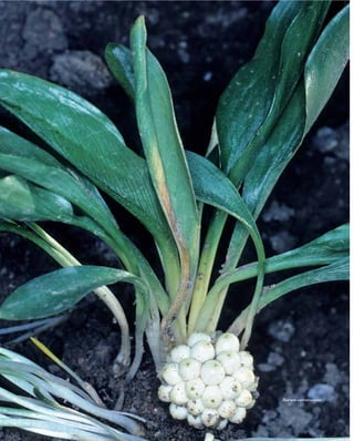 Biarum carratracense
 