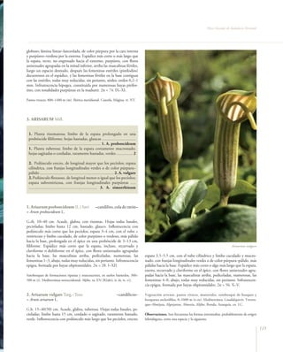 Flora Vascular de Andalucía Oriental




globoso; lámina linear–lanceolada, de color púrpura por la cara interna
y purpúreo–verdosa por la externa. Espádice más corto o más largo que
la espata, recto, no engrosado hacia el extremo, purpúreo, con flores
unisexuales agrupadas en la mitad inferior, arriba las masculinas fértiles,
luego un espacio desnudo, después las femeninas estériles (pistilodios)
decurrentes en el espádice, y las femeninas fértiles en la base contiguas
con las estériles, todas muy reducidas, sin perianto, sésiles; estilos 0,2–1
mm. Infrutescencia hipogea, constituida por numerosas bayas pirifor-
mes, con tonalidades purpúreas en la madurez. 2n = 74. IX–XI.

Pastos vivaces, 800–1400 m (m). Ibérica meridional. Cazorla, Mágina. rr. NT.




3. ARISARUM Mill.


 1. Planta rizomatosa; limbo de la espata prolongado en una
 probóscide filiforme; hojas hastadas, glaucas ...............................
 .................................................................. 1. A. proboscideum
 1. Planta tuberosa; limbo de la espata cortamente mucronado;
 hojas sagitadas o cordadas, raramente hastadas, verdes ............... 2

 2. Pedúnculo erecto, de longitud mayor que los pecíolos; espata
 cilíndrica, con franjas longitudinales verdes o de color púrpura–
 pálido .................................................................... 2. A. vulgare
 2. Pedúnculo flexuoso, de longitud menor o igual que los pecíolos;
 espata subventricosa, con franjas longitudinales purpúreas .....
 ............................................................... 3. A. simorrhinum



1. Arisarum proboscideum (L.) Savi                      –candilito, cola de ratón–
= Arum proboscideum L.

G.rh. 10–40 cm. Acaule, glabra, con rizomas. Hojas todas basales,
pecioladas; limbo hasta 12 cm, hastado, glauco. Inflorescencia con
pedúnculo más corto que los pecíolos; espata 3–4 cm, con el tubo +
ventricoso y limbo cuculado, de color purpúreo o verdoso, más pálido
hacia la base, prolongada en el ápice en una probóscide de 3–13 cm,
filiforme. Espádice más corto que la espata, incluso, recurvado y                                                                                        Arisarum vulgare
claviforme o doliiforme en el ápice, con flores unisexuales agrupadas
hacia la base, las masculinas arriba, pediceladas, numerosas, las                            espata 3,5–5,5 cm, con el tubo cilíndrico y limbo cuculado y mucro-
femeninas 1–3, abajo, todas muy reducidas, sin perianto. Infrutescencia                      nado, con franjas longitudinales verdes o de color púrpura–pálido, más
epigea, formada por bayas obpiramidales. 2n = 28. I–XII.                                     pálidas hacia la base. Espádice más corto o algo más largo que la espata,
                                                                                             exerto, recurvado y claviforme en el ápice, con flores unisexuales agru-
Sotobosques de formaciones riparias y marcescentes, en suelos húmedos, 300–                  padas hacia la base, las masculinas arriba, pediceladas, numerosas, las
500 m (t). Mediterránea noroccidental. Aljibe. ra. EN [B2ab(i, ii, iii, iv, v)].             femeninas 4–8, abajo, todas muy reducidas, sin perianto. Infrutescen-
                                                                                             cia epigea, formada por bayas obpiramidales. 2n = 56. X–V.

2. Arisarum vulgare Targ.–Tozz.                                           –candilicos–       Vegetación arvense, pastos vivaces, matorrales, sotobosque de bosques y
= Arum arisarum L.                                                                           bosquetes esclerófilos, 0–1000 m (t–m). Mediterránea. Guadalquivir, Treven-
                                                                                             que–Almijara, Alpujarras, Almería, Aljibe, Ronda, Axarquía. co. LC.
G.b. 15–40(50) cm. Acaule, glabra, tuberosa. Hojas todas basales, pe-
cioladas; limbo hasta 15 cm, cordado o sagitado, raramente hastado,                          Observaciones. Son frecuentes las formas intermedias, probablemente de origen
verde. Inflorescencia con pedúnculo más largo que los pecíolos, erecto;                      hibridógeno, entre esta especie y la siguiente.

                                                                                                                                                                              115
 