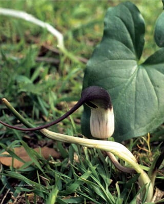 Arisarum proboscideum
 