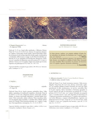 Flora Vascular de Andalucía Oriental




                                                                                                                                 Ruppia drepanensis. Foto: A. T. Romero


      3. Ruppia drepanensis Guss.                                       –broza–                                ZANNICHELLIACEAE
      = R. aragonensis Willk.                                                                               (por M. Melendo & C. Salazar)

      Hydr.rad. 15–35 cm. Anual; tallos ramificados, ± filiformes, foliosos.
      Hojas 10–15 cm x 0,1–0,2(0,3) mm, alternas o las superiores subopues-
      tas, capilares y uninervadas, de ápice agudo y apenas denticulado; estípu-      1. Hojas alternas, capilares, con estípulas soldadas al limbo; flo-
      las envainantes, las de las hojas superiores de ápice agudo, membranáceas       res masculinas con perianto, las femeninas con 3 carpelos; aque-
      y translúcidas. Inflorescencia en espiga con dos flores hermafroditas; pe-      nios casi simétricos ................................................. 1. Althenia
      dúnculo 10–45 cm, espiralado en la fructificación, blanquecino. Andro-          1. Al menos las hojas superiores opuestas o de apariencia vertici-
      ceo con 2 estambres sin filamentos; tecas de las anteras 0,9–1,4 mm, re-        lada, lineares, con estípulas no soldadas al limbo foliar, formando
      niformes. Gineceo con 4–8 carpelos; estigma más estrecho que el ovario.         una vaina intrafoliar; flores masculinas sin perianto, las femeninas
      Aquenios con podocarpo de 10–25 mm. 2n = 20. V–VI.                              con 2–6 carpelos; aquenios claramente asimétricos .....................
                                                                                      ............................................................................ 2. Zannichellia
      Vegetación hidrofítica sumergida de aguas salobres, 300–500 m (m). Subcosmo-
      polita. Guadalquivir. oc. LC.



                                                                                     1. ALTHENIA Petit
                                    NAJADACEAE
                                     (por C. Salazar)
                                                                                     1. Althenia orientalis (Tzvelev) García Murillo & Talavera
                                                                                     = A. filiformis subsp. orientalis Tzvelev
      1. NAJAS L.
                                                                                     Hydr.rad. Hasta 25 cm. Anual, rizomatosa, monoica. Tallos erectos,
                                                                                     delgados. Hojas hasta 40 x 0,15 mm, alternas, uninervadas, capila-
      1. Najas marina L.                                              –náyade–       res, con estípulas soldadas al limbo formando una vaina que rodea
      = N. major All.                                                                parcialmente al tallo, membranácea, sin nervios, auriculada, libre
                                                                                     en la parte superior. Flores masculinas y femeninas agrupadas en
      Hydr.rad. Hasta 30 cm. Anual o perenne, estolonífera, dioica. Tallos           la parte superior del tallo; las masculinas con pedicelo de 2–4 mm,
      alados y espinulosos, de ramificación simpódica y divaricada. Hojas de         perianto de 0,15–0,25 mm, con 3 piezas formando una pequeña
      16–30(35) x 2–3(5) mm, subopuestas, lineares, uninervadas, sinuado–            copa y 1 estambre de 0,8–1 mm, sésil, elipsoideo; las femeninas con
      lobadas, con dientes mucronado–espinulosos y aurículas basales envai-          3 segmentos periantales membranáceos y 3 carpelos sobre ginóforos,
      nantes. Flores unisexuales, axilares, solitarias. Flores masculinas sésiles,   con estilos filiformes y estigmas infundibuliformes. Aquenios con
      con una pequeña espata urceolada y 1 estambre sésil o subsésil, incluso;       podocarpo de 0,6–0,9 mm, cuerpo de 1,4–1,8 x 0,6–0,8 mm, ovado
      antera con 4 lóculos. Flores femeninas desnudas, con 1 carpelo y 3 estig-      o elíptico, a veces con 2 pequeñas alas laterales, y pico de 1,5–2,8
      mas. Fruto aqueniforme, monospermo. 2n = 12, 13, 14. III–V.                    mm. 2n = 12. IV–V.

      Vegetación hidrofítica sumergida de aguas dulces y salobres, 0–300 m (t–m).    Vegetación hidrofítica sumergida de lagunas con aguas saladas, 400–500 m (m).
      Cosmopolita. Guadalquivir, Almería, Axarquía. ra. LC.                          Mediterránea e irano–turánica. Guadalquivir. rr. VU [A4acde].

124
 