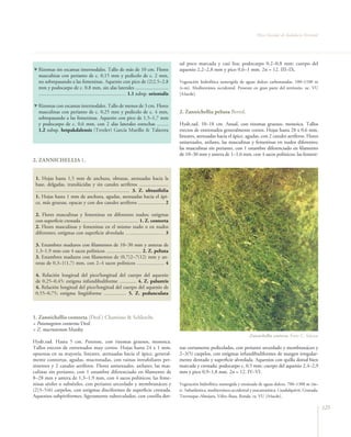Flora Vascular de Andalucía Oriental




                                                                                                sal poco marcada y casi lisa; podocarpo 0,2–0,8 mm; cuerpo del
  Rizomas sin escamas internodales. Tallo de más de 10 cm. Flores                               aquenio 2,2–2,8 mm y pico 0,6–1 mm. 2n = 12. III–IX.
  masculinas con perianto de c. 0,15 mm y pedicelo de c. 2 mm,
  no sobrepasando a las femeninas. Aquenio con pico de (2)2,5–2,8                               Vegetación hidrofítica sumergida de aguas dulces carbonatadas, 100–1100 m
  mm y podocarpo de c. 0,8 mm, sin alas laterales ..........................                    (t–m). Mediterránea occidental. Presente en gran parte del territorio. oc. VU
  .................................................................… 1.1 subsp. orientalis      [A4acde].

  Rizomas con escamas internodales. Tallo de menos de 3 cm. Flores
  masculinas con perianto de c. 0,25 mm y pedicelo de c. 4 mm,                                  2. Zannichellia peltata Bertol.
  sobrepasando a las femeninas. Aquenio con pico de 1,5–1,7 mm
  y podocarpo de c. 0,6 mm, con 2 alas laterales estrechas .........                            Hydr.rad. 10–18 cm. Anual, con rizomas gruesos, monoica. Tallos
  1.2 subsp. betpakdalensis (Tzvelev) García Murillo & Talavera                                 erectos de entrenudos generalmente cortos. Hojas hasta 28 x 0,6 mm,
                                                                                                lineares, atenuadas hacia el ápice, agudas, con 2 canales aeríferos. Flores
                                                                                                unisexuales, axilares, las masculinas y femeninas en nudos diferentes;
                                                                                                las masculinas sin perianto, con 1 estambre diferenciado en filamento
                                                                                                de 10–30 mm y antera de 1–1,6 mm, con 4 sacos polínicos; las femeni-
2. ZANNICHELLIA L.


 1. Hojas hasta 1,5 mm de anchura, obtusas, atenuadas hacia la
 base, delgadas, translúcidas y sin canales aeríferos .......................
 .......................................................................... 3. Z. obtusifolia
 1. Hojas hasta 1 mm de anchura, agudas, atenuadas hacia el ápi-
 ce, más gruesas, opacas y con dos canales aeríferos .................... 2

 2. Flores masculinas y femeninas en diferentes nudos; estigmas
 con superficie crestada ............................................. 1. Z. contorta
 2. Flores masculinas y femeninas en el mismo nudo o en nudos
 diferentes; estigmas con superficie alveolada …......................… 3

 3. Estambres maduros con filamentos de 10–30 mm y anteras de
 1,3–1,9 mm con 4 sacos polínicos ........................... 2. Z. peltata
 3. Estambres maduros con filamentos de (0,7)2–7(12) mm y an-
 teras de 0,3–1(1,7) mm, con 2–4 sacos polínicos ..................... 4

 4. Relación longitud del pico/longitud del cuerpo del aquenio
 de 0,25–0,45; estigma infundibuliforme ............. 4. Z. palustris
 4. Relación longitud del pico/longitud del cuerpo del aquenio de
 0,55–0,75; estigma lingüiforme ................. 5. Z. pedunculata



1. Zannichellia contorta (Desf.) Chamisso & Schlescht.
= Potamogeton contortus Desf.
= Z. macrostemon Munby
                                                                                                                                        Zannichellia contorta. Foto: C. Salazar
Hydr.rad. Hasta 5 cm. Perenne, con rizomas gruesos, monoica.
Tallos erectos de entrenudos muy cortos. Hojas hasta 24 x 1 mm,                                 nas cortamente pediceladas, con perianto urceolado y membranáceo y
opuestas en su mayoría, lineares, atenuadas hacia el ápice, general-                            2–3(5) carpelos, con estigmas infundibuliformes de margen irregular-
mente contortas, agudas, mucronadas, con vainas intrafoliares per-                              mente dentado y superficie alveolada. Aquenios con quilla dorsal bien
sistentes y 2 canales aeríferos. Flores unisexuales, axilares; las mas-                         marcada y crestada; podocarpo c. 0,5 mm; cuerpo del aquenio 2,4–2,9
culinas sin perianto, con 1 estambre diferenciado en filamento de                               mm y pico 0,9–1,8 mm. 2n = 12. IV–VI.
8–28 mm y antera de 1,3–1,9 mm, con 4 sacos polínicos; las feme-
ninas sésiles o subsésiles, con perianto urceolado y membranáceo y                              Vegetación hidrofítica sumergida y enraizada de aguas dulces, 700–1300 m (m–
(2)3–5(6) carpelos, con estigmas disciformes de superficie crestada.                            s). Subatlántica, mediterránea occidental y macaronésica. Guadalquivir, Granada,
Aquenios subpiriformes, ligeramente tuberculados, con costilla dor-                             Trevenque–Almijara, Vélez–Baza, Ronda. ra. VU [A4acde].

                                                                                                                                                                                   125
 