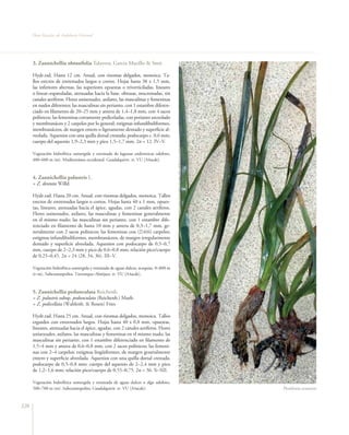 Flora Vascular de Andalucía Oriental




      3. Zannichellia obtusifolia Talavera, García Murillo & Smit

      Hydr.rad. Hasta 12 cm. Anual, con rizomas delgados, monoica. Ta-
      llos erectos de entrenudos largos o cortos. Hojas hasta 38 x 1,5 mm,
      las inferiores alternas, las superiores opuestas o triverticiladas, lineares
      o linear–espatuladas, atenuadas hacia la base, obtusas, mucronadas, sin
      canales aeríferos. Flores unisexuales, axilares, las masculinas y femeninas
      en nudos diferentes; las masculinas sin perianto, con 1 estambre diferen-
      ciado en filamento de 20–25 mm y antera de 1,4–1,8 mm, con 4 sacos
      polínicos; las femeninas cortamente pediceladas, con perianto urceolado
      y membranáceo y 2 carpelos por lo general; estigmas infundibuliformes,
      membranáceos, de margen entero o ligeramente dentado y superficie al-
      veolada. Aquenios con una quilla dorsal crestada; podocarpo c. 0,6 mm;
      cuerpo del aquenio 1,9–2,3 mm y pico 1,5–1,7 mm. 2n = 12. IV–V.

      Vegetación hidrofítica sumergida y enraizada de lagunas endorreicas salobres,
      400–600 m (m). Mediterránea occidental. Guadalquivir. rr. VU [A4acde].



      4. Zannichellia palustris L.
      = Z. dentata Willd.

      Hydr.rad. Hasta 20 cm. Anual, con rizomas delgados, monoica. Tallos
      erectos de entrenudos largos o cortos. Hojas hasta 40 x 1 mm, opues-
      tas, lineares, atenuadas hacia el ápice, agudas, con 2 canales aeríferos.
      Flores unisexuales, axilares, las masculinas y femeninas generalmente
      en el mismo nudo; las masculinas sin perianto, con 1 estambre dife-
      renciado en filamento de hasta 10 mm y antera de 0,3–1,7 mm, ge-
      neralmente con 2 sacos polínicos; las femeninas con (2)4(6) carpelos;
      estigmas infundibuliformes, membranáceos, de margen irregularmente
      dentado y superficie alveolada. Aquenios con podocarpo de 0,5–0,7
      mm, cuerpo de 2–2,3 mm y pico de 0,6–0,8 mm; relación pico/cuerpo
      de 0,25–0,45. 2n = 24 (28, 34, 36). III–V.

      Vegetación hidrofítica sumergida y enraizada de aguas dulces, acequias, 0–800 m
      (t–m). Subcosmopolita. Trevenque–Almijara. rr. VU [A4acde].



      5. Zannichellia pedunculata Reichenb.
      = Z. palustris subsp. pedunculata (Reichenb.) Murb.
      = Z. pedicellata (Wahlenb. & Rosen) Fries

      Hydr.rad. Hasta 25 cm. Anual, con rizomas delgados, monoica. Tallos
      erguidos con entrenudos largos. Hojas hasta 40 x 0,8 mm, opuestas,
      lineares, atenuadas hacia el ápice, agudas, con 2 canales aeríferos. Flores
      unisexuales, axilares, las masculinas y femeninas en el mismo nudo; las
      masculinas sin perianto, con 1 estambre diferenciado en filamento de
      1,5–4 mm y antera de 0,6–0,8 mm, con 2 sacos polínicos; las femeni-
      nas con 2–4 carpelos; estigmas lingüiformes, de margen generalmente
      entero y superficie alveolada. Aquenios con una quilla dorsal crestada;
      podocarpo de 0,5–0,8 mm; cuerpo del aquenio de 2–2,4 mm y pico
      de 1,2–1,6 mm; relación pico/cuerpo de 0,55–0,75. 2n = 36. X–XII.

      Vegetación hidrofítica sumergida y enraizada de aguas dulces o algo salobres,
      500–700 m (m). Subcosmopolita. Guadalquivir. rr. VU [A4acde].                     Posidonia oceanica


126
 