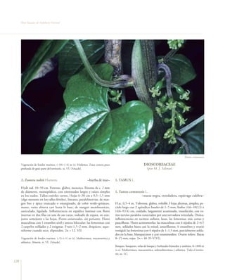 Flora Vascular de Andalucía Oriental




                                                                                                                                                   Tamus communis

      Vegetación de fondos marinos. (–18)–(–4) m (t). Holártica. Zona costera poco                            DIOSCOREACEAE
      profunda de gran parte del territorio. ra. VU [A4acde].                                                    (por M. J. Salinas)


      2. Zostera noltii Hornem.                               –hierba de mar–        1. TAMUS L.

      Hydr.rad. 10–50 cm. Perenne, glabra, monoica. Rizoma de c. 2 mm
      de diámetro, monopódico, con entrenudos largos y raíces simples                1. Tamus communis L.
      en los nudos. Tallos estériles cortos. Hojas 6–30 cm x 0,5–1,5 mm                             –nueza negra, enredadera, espárrago culebra–
      (algo menores en los tallos fértiles), lineares, paralelinervias, de mar-
      gen liso y ápice truncado o emarginado, de color verde–grisáceo,               H.sc. 0,5–4 m. Tuberosa, glabra, voluble. Hojas alternas, simples; pe-
      mates; vaina abierta casi hasta la base, de margen membranáceo,                cíolo largo con 2 apéndices basales de 1–5 mm; limbo (4)6–10(13) x
      auriculada, ligulada. Inflorescencia en espádice laminar con flores            (4)6–9(14) cm, cordado, largamente acuminado, translúcido, con va-
      insertas en dos filas en una de sus caras, rodeado de espata, en con-          rios nervios paralelos conectados por una nervadura reticulada. Dioica;
      junto semejante a las hojas. Flores unisexuales, sin perianto. Flores          inflorescencias en racimos axilares, laxas, las femeninas más cortas y
      masculinas con 1 estambre sésil y antera bilocular; las femeninas con          paucifloras. Flores actinomorfas; las masculinas con 6 tépalos de 2–4,5
      2 carpelos soldados y 2 estigmas. Fruto 1,5–2 mm, drupáceo, aque-              mm, soldados hasta casi la mitad, amarillentos, 6 estambres y ovario
      niforme cuando seco, elipsoideo. 2n = 12. VII.                                 vestigial; las femeninas con 6 tépalos de 1–1,5 mm, parcialmente solda-
                                                                                     dos en la base, blanquecinos y con estaminodios. Ovario ínfero. Bayas
      Vegetación de fondos marinos. (–5)–(–1) m (t). Mediterránea, macaronésica y    8–15 mm, rojas. 2n = 48. II–V(VI).
      atlántica. Almería. rr. VU [A4acde].
                                                                                     Bosques, bosquetes, orlas de bosque y herbazales húmedos y umbríos, 0–1800 m
                                                                                     (t–s). Mediterránea, macaronésica, submediterránea y atlántica. Todo el territo-
                                                                                     rio. oc. LC.

128
 