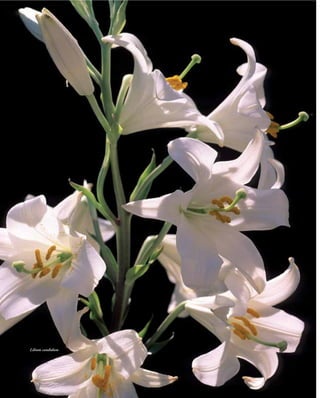 Lilium candidum
 