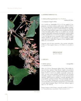 Flora Vascular de Andalucía Oriental




                                                             3. ANDROCYMBIUM Willd.


                                                             1. Androcymbium gramineum (Cav.) MacBride
                                                                                                  –azafrán del Cabo–
                                                             = A. europaeum (Lange) K. Richt.

                                                             G.b. 5–10(18) cm. Tuberobulbo 2–3,5 x 1–2,5 cm, simple ó 2–3 su-
                                                             perpuestos, con túnicas coriáceas, pardo oscuras. Tallo (1)4–8(12) x
                                                             0,1–0,4 cm, subterráneo, envuelto por una espata cilíndrica, membra-
                                                             nácea. Hojas 4–9(13), de 4–8(11) x (0,2)0,3–0,6(0,8) cm, formando
                                                             una roseta en el ápice del tallo, simples, enteras, paralelinervias, lineares
                                                             o linear–lanceoladas, glabras. Flores 1–6, en umbela muy contraída,
                                                             cortamente pediceladas, actinomorfas, hermafroditas, trímeras; tépalos
                                                             6, libres, con limbo de 1,5–3 x 0,3–0,7 cm, elíptico u oblanceolado, c.
                                                             2 veces más largo que la uña, acuminado, blanco o rosado con venas
                                                             violetas; estambres 6, con anteras de 1–1,5 mm, dorsifijas, amarillas;
                                                             ovario súpero con 3 estilos libres. Cápsula 6–8 mm, subglobosa, glan-
                                                             dulosa. 2n = 18. (XI)XII–II.

                                                             Vegetación costera de dunas semimóviles y fijas, pastizales subnitrófilos,
                                                             0–200 m (t). Íbero–magrebí. Almería. ra. VU [B1ab(i, ii, iii, iv)+2ab(i, ii,
                                                             iii, iv)].




                                                                                        SMILACACEAE
                                                                                        (por M. J. Salinas)



                                                             1. SMILAX L.


                                                             1. Smilax aspera L.                                        –zarzaparrilla–
                                                             = S. mauritanica Poir.

                                                             MP.sc. 0,3–5(10) m. Rizomatosa, glabra, dioica. Tallo voluble, le-
                                                             ñoso en la base, espinoso. Hojas alternas, simples, con pecíolo de
                                                             0,2–2 cm, espinoso o inerme y estípulas transformadas en zarcillos;
                                                             limbo 4–9(13) x 1–6(14) cm, cordado, acuminado, coriáceo, lus-
                                                             troso, con varios nervios paralelos conectados por una nervadura
                                                             reticulada y margen y nervio medio por el envés frecuentemente
                                                             espinosos. Inflorescencias en umbelas, a menudo agrupadas sobre
                                                             un eje flexible a modo de verticilos. Flores actinomorfas; tépalos 6,
                                                             de 2,5–5 mm, libres, blanquecinos, con tintes amarillentos o roji-
                                                             zos; las masculinas con 6 estambres; las femeninas con estaminodios
                                                             y ovario súpero tricarpelar. Bayas 5–8(10) mm, esféricas, negras o
                                                             rojas. 2n = 32. VIII–XI.

                                                             Bosques, bosquetes, orlas de bosque y matorrales termófilos, 0–1100 m (t–
                                                             m). Circunmediterránea y macaronésica. Todo el territorio. fr. LC.

                                             Smilax aspera

138
 