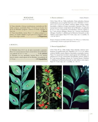 Flora Vascular de Andalucía Oriental




                                  RUSCACEAE                                                    1. Ruscus aculeatus L.                                    –rusco, brusco–
                                (por F. B. Navarro)
                                                                                               Ch.rh. Hasta 100 cm. Tallos ramificados. Hojas reducidas a brácteas
                                                                                               membranáceas con un espolón basal muy corto. Filóclados (1,2)1,5–
                                                                                               4(4,5) x 0,7–2,1(2,5) cm, axilares, coriáceos, rígidos, enteros, ovados,
 1. Hojas reducidas a brácteas membranáceas, sustituidas por filó-                             lanceolados o elípticos, de ápice mucronado y punzante. Flores 1(3),
 clados coriáceos, acuminados; flores 1–6 insertas en la parte me-                             insertas hacia la mitad o mitad inferior de los filóclados, con pedicelos
 dia de los filóclados; perigonio ± abierto en estrella; estambres 3;                          de 0,2–1,5 mm, actinomorfas, hermafroditas, trímeras; tépalos 6,
 baya roja ....................................................................... 1. Ruscus   los 3 más externos oblongos, obtusos, los 3 internos estrechamente
 1. Hojas desarrolladas, tiernas; flores 1–3, axilares; perigonio tu-                          oblongos. Estambres 3, soldados por los filamentos formando un tubo
 buloso, con tépalos soldados en gran parte de su longitud; estam-                             violáceo; ovario súpero. Bayas 10–15 mm, rojas, con 1–2 semillas. 2n
 bres 6; baya negro–azulada ….............................. 2. Polygonatum                     = 36, 40. (I)II–V.

                                                                                               Bosques y bosquetes esclerófilos mediterráneos, 50–1500 m (t–s). Mediterránea
                                                                                               y centroeuropea. Presente en gran parte del territorio. oc. LC.

1. RUSCUS L.
                                                                                               2. Ruscus hypophyllum L.

 1. Filóclados hasta 4(4,5) cm, de ápice mucronado y punzante;                                 Ch.rh. Hasta 80 cm. Tallos simples. Hojas reducidas a brácteas mem-
 flores 1(3), insertas hacia la mitad o mitad inferior de los filóclados,                      branáceas con espolón basal corto. Filóclados 4–8 x 1,5–3,5 cm, axilares,
 con pedicelos de 0,2–1,5 mm ........................... 1. R. aculeatus                       coriáceos, flexibles, enteros, elípticos o lanceolados, acuminados, inermes.
 1. Filóclados 4–8 cm, apiculados, inermes; flores 3–6, insertas                               Flores 3–6, insertas hacia la mitad o mitad superior de los filóclados, con
 hacia la mitad o mitad superior de los filóclados, con pedicelos de                           pedicelos de 6–10 mm, actinomorfas, hermafroditas, trímeras; tépalos 6,
                                                                                               los 3 más externos oblongos, obtusos, los 3 internos lineares. Estambres
 6–10 mm ....................................................... 2. R. hypophyllum
                                                                                               3, soldados por los filamentos formando un tubo violáceo; ovario súpero.
                                                                                               Bayas 10–15 mm, rojas, con 1–2 semillas. 2n = 40. I–V.




                                         Ruscus aculeatus                                             Ruscus aculeatus                                  Ruscus hypophyllum

                                                                                                                                                                                139
 