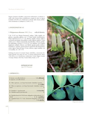 Flora Vascular de Andalucía Oriental




      Bosques y bosquetes esclerófilos y marcescentes mediterráneos, en ambiente es-
      ciófilo, sobre sustratos silíceos, probablemente escapada de cultivo en algunas
      localidades, 500–800 m (m). Mediterránea occidental. Aljibe, Ronda, probable-
      mente naturalizada en Guadalquivir y Cazorla. rr. NT.




      2. POLYGONATUM Mill.


      1. Polygonatum odoratum (Mill.) Druce                                  –sello de Salomón–

      G.rh. 15–65 cm. Rizoma horizontal, nudoso. Tallos simples, an-
      gulosos, arqueados, glabros, con 1–3 hojas basales membranáceas.
      Hojas superiores 8–15 x 2–7 cm, alternas, simples, enteras, sésiles o
      cortamente pecioladas, lanceoladas u ovado–elípticas, glabras. Cimas
      axilares con 1–3 flores actinomorfas, hermafroditas, trímeras, péndu-
      las, pediceladas. Perianto 2–3 x 0,5–0,7 cm, tubuloso, con 6 tépalos
      largamente soldados, blancos, con lóbulos apicales pardo–verdosos.
      Estambres 6, inclusos, insertos hacia la mitad del tubo del perianto;
      ovario súpero. Bayas de hasta 10 mm, esféricas, negro–azuladas, con
      4–6 semillas. 2n = 20. V–VI.

      Sotobosque de pinares de montaña, bosques caducifolios y marcescentes, her-
      bazales húmedos entre grietas de rocas, en sustratos preferentemente calizos,
      1500–2000 m (s–o). Eurosiberiana y mediterránea. Cazorla, Mágina, Granada,
      Trevenque–Almijara, Vélez–Baza, Nevada–Filabres, Ronda. ra. NT.




                                       ASPARAGACEAE
                                        (por F. B. Navarro)



      1. ASPARAGUS L.                                                                                       Polygonatum odoratum


       1. Inerme, con tallos herbáceos .............................. 1. A. officinalis
       1. Espinosa, con tallos leñosos ..................................................... 2

       2. Tallos espinosos, con hojas funcionales (cladodios) inermes .....
       .................................................................................... 2. A. albus
       2. Tallos no espinosos, con hojas funcionales (cladodios) espines-
       centes ......................................................................................... 3

       3. Cladodios 1–3 por fascículo .................................. 3. A. horridus
       3. Cladodios más de 3 por fascículo ............................................... 4

       4. Cladodios hasta 6 x 0,5(0,8) mm, subiguales, en fascículos de (1)5–
       20(30) …...................................................... 4. A. acutifolius
       4. Cladodios hasta 13 x 1 mm, claramente desiguales, en fascículos
       de 3–7 .................................................................... 5. A. aphyllus
                                                                                                            Polygonatum odoratum


140
 