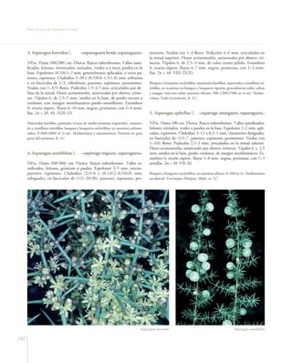 Flora Vascular de Andalucía Oriental




      3. Asparagus horridus L.               –esparraguera borde, esparraguera–              sistentes. Nudos con 1–4 flores. Pedicelos 4–6 mm, articulados en
                                                                                             la mitad superior. Flores actinomorfas, unisexuales por aborto, trí-
      NP.sc. Hasta 100(200) cm. Dioica. Raíces tuberiformes. Tallos rami-                    meras. Tépalos 6, de 2,5–3 mm, de color crema pálido. Estambres
      ficados, leñosos, intrincados, estriados, verdes o a veces pardos en la                6; ovario súpero. Bayas 4–7 mm, negras, pruinosas, con 1–2 semi-
      base. Espolones (0,3)0,5–2 mm, generalmente aplicados, a veces pa-                     llas. 2n = 40. VIII–IX(X).
      tentes, espinosos. Cladodios 5–30 x (0,5)0,8–1,5(1,8) mm, solitarios
      o en fascículos de 2–3, cilíndricos, patentes, espinosos, persistentes.                Bosques y bosquetes esclerófilos, matorrales basófilos, matorrales y tomillares ni-
      Nudos con 1–3(5) flores. Pedicelos 1,5–4,5 mm, articulados por de-                     trófilos, en ocasiones en bosques y bosquetes riparios, generalmente sobre calizas
      bajo de la mitad. Flores actinomorfas, unisexuales por aborto, tríme-                  y margas, más raro sobre sustratos silíceos, 500–1300(1500) m (t–m). Medite-
      ras. Tépalos 6, de 2,5–5 mm, unidos en la base, de pardo–oscuro a                      rránea. Todo el territorio. fr. LC.
      verdosos, con margen membranáceo pardo–amarillento. Estambres
      6; ovario súpero. Bayas 6–10 mm, negras, pruinosas, con 1–4 semi-
      llas. 2n = 20, 40. (X)II–VI.                                                           5. Asparagus aphyllus L. –espárrago amarguero, esparraguera–

      Matorrales basófilos, pastizales vivaces de media montaña (espartales), matorra-       NP.sc. Hasta 100 cm. Dioica. Raíces tuberiformes. Tallos ramificados,
      les y tomillares nitrófilos, bosques y bosquetes esclerófilos, en sustratos carbona-   leñosos, estriados, verdes o pardos en la base. Espolones 1–2 mm, apli-
      tados, 0–800(1000) m (t–m). Mediterránea y macaronésica. Presente en gran              cados, espinosos. Cladodios 3–13 x 0,2–1 mm, claramente desiguales,
      parte del territorio. fr. LC.                                                          en fascículos de (1)3–7, patentes, espinosos, persistentes. Nudos con
                                                                                             1–3(6) flores. Pedicelos 2,5–3 mm, articulados en la mitad inferior.
                                                                                             Flores actinomorfas, unisexuales por aborto, trímeras. Tépalos 6, c. 2,5
      4. Asparagus acutifolius L.            –espárrago triguero, esparraguera–              mm, unidos en la base, pardo–verdosos, de margen membranáceo. Es-
                                                                                             tambres 6; ovario súpero. Bayas 5–8 mm, negras, pruinosas, con 1–3
      NP.sc. Hasta 200(300) cm. Dioica. Raíces tuberiformes. Tallos ra-                      semillas. 2n = 20. VII–XI.
      mificados, leñosos, grisáceos o pardos. Espolones 3–5 mm, erecto–
      patentes, espinosos. Cladodios (2)3–6 x (0,1)0,2–0,5(0,8) mm,                          Bosques y bosquetes esclerófilos, en sustratos silíceos, 0–500 m (t). Mediterránea
      subiguales, en fascículos de (1)5–20(30), patentes, espinosos, per-                    occidental. Trevenque–Almijara, Aljibe. ra. LC.




                                                                                        Asparagus horridus                                               Asparagus acutifolius

142
 