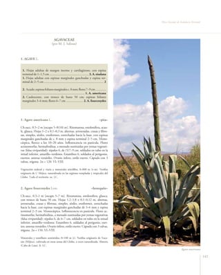 Flora Vascular de Andalucía Oriental




                                   AGAVACEAE
                                 (por M. J. Salinas)



1. AGAVE L.


 1. Hojas adultas de margen inerme y cartilaginoso, con espina
 terminal de 1–1,5 cm ................................................ 3. A. sisalana
 1. Hojas adultas con espinas marginales ganchudas y espina ter-
 minal de 2–5 cm ......................................................................... 2

 2. Acaule; espinas foliares marginales c. 8 mm; flores 7–9 cm .............
 ............................................................................ 1. A. americana
 2. Caulescente, con tronco de hasta 50 cm; espinas foliares
 marginales 3–6 mm; flores 6–7 cm ..................... 2. A. fourcroydes




1. Agave americana L.                                                                –pita–

Ch.succ. 0,5–2 m [escapo 5–8(10) m]. Rizomatosa, estolonífera, acau-
le, glauca. Hojas 1–2 x 0,1–0,3 m, alternas, arrosetadas, crasas y fibro-
sas, simples, sésiles, ensiformes, estrechadas hacia la base, con espinas
marginales ganchudas de c. 8 mm y espina terminal 2–5 cm. Mono-
cárpica, florece a los 10–20 años. Inflorescencia en panícula. Flores
actinomorfas, hermafroditas, a menudo sustituidas por yemas vegetati-
vas (falsa viviparidad); tépalos 6, de (5)7–9 cm, soldados en tubo en la
mitad inferior, amarillo–verdosos. Estambres 6, soldados al perigonio,
exertos; anteras versátiles. Ovario ínfero, estilo exerto. Cápsula con 3
valvas, trígona. 2n = 120. VI–VIII.

Vegetación ruderal y viaria y matorrales nitrófilos, 0–800 m (t–m). Neófita
originaria de C Méjico, naturalizada en las regiones templadas y tropicales del
Globo. Todo el territorio. oc. LC.



2. Agave fourcroydes Lem.                                                   –henequén–

Ch.succ. 0,3–1 m [escapo 5–7 m]. Rizomatosa, estolonífera, glauca,
con tronco de hasta 50 cm. Hojas 1,2–1,8 x 0,1–0,12 m, alternas,
arrosetadas, crasas y fibrosas, simples, sésiles, ensiformes, estrechadas
hacia la base, con espinas marginales ganchudas de 3–6 mm y espina
terminal 2–3 cm. Monocárpica. Inflorescencia en panícula. Flores ac-
tinomorfas, hermafroditas, a menudo sustituidas por yemas vegetativas
(falsa viviparidad); tépalos 6, de 6–7 cm, soldados en tubo en la mitad
inferior, amarillo–verdosos. Estambres 6, soldados al perigonio, exer-
tos; anteras versátiles. Ovario ínfero, estilo exerto. Cápsula con 3 valvas,
trígona. 2n = 150. VI–VIII.

Matorrales y tomillares semiáridos, 0–100 m (t). Neófita originaria de Yuca-
tán (Méjico), cultivada en otras zonas del Globo, a veces naturalizada. Almería
(Cabo de Gata). fr. LC.
                                                                                                                  Agave americana

                                                                                                                                       143
 