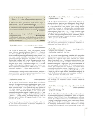 Flora Vascular de Andalucía Oriental




                                                                                                 3. Asphodelus serotinus Wolley–Dod                       –gamón, gamonito–
 7. Cápsula 10–25 x 10–25 mm, globosa ...................................... 8                   = A. pratensis Willk. & Lange
 7. Cápsula 8–13 x 7–11 mm, ovoidea, elipsoidea u oblongoidea .... 9
                                                                                                 G.rh. 50–120 cm. Rizoma horizontal o algo inclinado. Raíces con tu-
 8. Inflorescencia densa, generalmente simple; brácteas negras o                                 bérculos fusiformes. Base de la roseta desprovista de fibras. Hojas de
 pardo oscuras, a veces de márgenes blanquecinos .......................                         hasta 60 x 1–2,5 cm, dísticas, planas, marcadamente aquilladas, glau-
 ...................................................................... 5. A. macrocarpus        cas. Escapo ramificado en la parte superior, con 5–15 ramas. Brácteas
 8. Inflorescencia laxa, generalmente ramificada; brácteas uniforme-                             3–6 mm, más cortas que los pedicelos, ovadas, acuminadas, pardas.
 mente blanquecinas o pardo claras, con nervio medio pardo oscuro                                Pedicelos 8–12 x 0,5–0,7 mm, curvados. Flores actinomorfas, herma-
 ........................................................................... 4. A. cerasiferus   froditas, trímeras. Tépalos 6, de 11–16 x 2–5 mm. Estambres 6, más
                                                                                                 largos que los tépalos. Ovario súpero. Cápsula 6–8 x 4–5 mm, pirifor-
 9. Inflorescencia casi siempre simple; brácteas uniformemente                                   me, con base estrechada y ápice obtuso, viscosa, rodeada muy estrecha-
 negras o pardo oscuras ..................................... 5. A. macrocarpus                  mente en la parte inferior por la base seca del perianto. Semillas 4–5 x
 9. Inflorescencia casi siempre ramificada; brácteas pardo claras o                              2–3 mm, grises. 2n = 28, 56. III–VI.
 blanquecinas, con nervio medio pardo oscuro, o pardo oscuras con
 márgenes blanquecinos ........................................... 1. A. ramosus                 Vegetación pascícola y pratense climática, matorrales silicícolas, también ru-
                                                                                                 deral, sobre sustratos predominantemente descarbonatados, 0–1000 m (t–m).
                                                                                                 Mediterránea. Sierra Morena, Aljibe. co. LC.
1. Asphodelus ramosus L. subsp. distalis Z. Díaz & Valdés
                                          –gamón, gamonito–
                                                                                                 4. Asphodelus cerasiferus J. Gay                        –gamón, gamonito–
G.rh. 70–180 cm. Rizoma corto y grueso, con abundantes restos fi-                                = A. ramosus subsp. cerasiferus (J. Gay) Baker
brosos. Raíces con tubérculos fusiformes. Hojas 50–70 x 1–3 cm, dís-                             = A. albus subsp. cerasiferus (J. Gay) Rouy
ticas, planas, aquilladas, verdes. Escapo ramificado en la parte superior,
con 3–10 ramas erecto–patentes, generalmente simples. Brácteas 7–16                              G.rh. 80–180 cm. Rizoma desarrollado, con la base de la roseta rodea-
mm, ovadas u ovado–lanceoladas, acuminadas, con la parte central                                 da frecuentemente de restos fibrosos. Raíces con tubérculos fusiformes.
pardo oscura y margen blanquecino. Pedicelos 8–15 mm, erectos o                                  Hojas 35–70 x 1,5–3,5 cm, dísticas, planas, con quilla poco marcada,
algo curvados, articulados hacia la mitad. Flores actinomorfas, herma-                           glaucas. Escapo simple o con 1–5 ramas erecto–patentes, simples. Brác-
froditas, trímeras. Tépalos 6, de 15–20 x 4–9 mm. Estambres 6, algo                              teas 10–25 mm, ovadas u ovado–lanceoladas, cortamente acuminadas,
más cortos que los tépalos. Ovario súpero. Cápsula 8–12 x 7–10 mm,                               escariosas, blanquecinas o pardo claras, con nervio medio pardo os-
ovoidea, ovoideo–elipsoidea o elipsoidea, con la parte superior estre-                           curo, rara vez pardo oscuras. Pedicelos 10–15 mm, gruesos, erectos–
chada, de ápice truncado y ligeramente umbilicado, con 5–11 nervios                              patentes, algo curvados en la base, articulados hacia la mitad. Flores
transversales. Semillas 6–8 x 3–4 mm, grises. 2n = 84. I–IV.                                     actinomorfas, hermafroditas, trímeras. Tépalos 6, de 15–23 x 4–8 mm.
                                                                                                 Estambres 6, más cortos o tan largos como los tépalos. Ovario súpero.
Vegetación pascícola y pratense climática, claros del matorral, indiferente al                   Cápsula 10–25 x 10–25 mm, globosa, generalmente umbilicada, de
sustrato, 100–1000 m (t–m). Íbero–magrebí y macaronésica. Sierra Morena,                         sección circular, con paredes gruesas verde anaranjadas. Semillas 6–9 x
Guadalquivir, Granada, Aljibe, Ronda, Axarquía. fr. LC.                                          2–5 mm, gris oscuras. 2n = 28, 56. (I)III–V(VII).

                                                                                                 Vegetación pascícola y pratense climática, claros del matorral, indiferente al sus-
2. Asphodelus aestivus Brot.                                     –gamón, gamonito–               trato, 50–1300 m (t–m). Mediterránea occidental. Presente en gran parte del
                                                                                                 territorio. co. LC.
G.rh. 50–150 cm. Rizoma horizontal, alargado. Raíces con tubérculos
fusiformes, abruptamente estrechados en la parte distal. Base de la rose-
ta sin fibras o con fibras escasas. Hojas de hasta 100 x 2–3 cm, dísticas,                       5. Asphodelus macrocarpus Parl. subsp. rubescens Z. Díaz &
planas, aquilladas, glaucas. Escapo ramificado en la parte superior, con                         Valdés                                   –gamón, gamonito–
5–15 ramas. Brácteas 5–8 mm, más cortas que los pedicelos, ovadas,                               = A. cerasiferus auct. non J. Gay
acuminadas, pardas. Pedicelos 5–10 x 0,6–0,7 mm, curvados. Flores                                = A. albus auct. non Mill.
actinomorfas, hermafroditas, trímeras. Tépalos 6, de 15–20 x 2–7 mm.
Estambres 6, tan largos o más largos que los tépalos. Ovario súpero.                             G.rh. 80–150 cm. Rizoma horizontal, desarrollado, con la base de la ro-
Cápsula 5–6 x 5–6 mm, globosa, anchamente rodeada en la base por                                 seta generalmente desprovista de restos fibrosos. Raíces con tubérculos
el perianto seco (1,4–1,6 mm de longitud). Semillas 4–5 x 2–3 mm,                                fusiformes. Hojas 35–70 x 1–3,5 cm, dísticas, planas, con quilla muy
grises. 2n = 84. V–IX.                                                                           marcada, glaucas; hojas membranáceas externas ± teñidas de púrpura
                                                                                                 y brillantes. Escapo simple, raramente con 1–5 ramas erecto–patentes,
Vegetación pascícola y pratense climática y de carácter higrófilo, también nitró-                simples. Brácteas 14–20 mm, lanceoladas, ovadas u ovado–lanceola-
fila, sobre sustratos predominantemente descarbonatados, 200–1000 m (t–m).                       das, acuminadas, escariosas, negras o pardas. Pedicelos 10–15 mm, más
Ibérica suroccidental. Sierra Morena. oc. LC.                                                    cortos que las brácteas, gruesos, erectos–patentes, algo curvados en la

                                                                                                                                                                                       145
 
