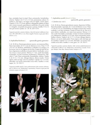 Flora Vascular de Andalucía Oriental




base, articulados hacia la mitad. Flores actinomorfas, hermafroditas,                 7. Asphodelus ayardii Jahand. & Maire
trímeras. Tépalos 6, de 15–23 x 2–8 mm, prontamente caducos. Es-                                                    –gamoncillo, gamón, gamonito–
tambres 6, más largos o tan largos como los tépalos. Ovario súpero.                   = A. fistulosus auct. non L.
Cápsula 13–18 x 13–18 mm, globosa u oblongoideo–globosa, de ápice
más o menos truncado y generalmente umbilicado, de sección circular                   G.rh. 30–60 cm. Rizoma generalmente ausente, desprovisto de fibras.
o ± triangular, con paredes muy gruesas y carnosas. Semillas 5–9 x 2–4                Raíces fasciculadas, engrosadas, de 2–4 mm de diámetro en seco. Hojas
mm, gris oscuras o pardas. 2n = 28, 56. (I)IV–V(VI).                                  15–40 x 0,2–0,5 cm, semicilíndricas, de margen escarioso más o menos
                                                                                      escábrido y con base envainante. Escapos de hasta 60 cm, lisos en la
Vegetación pascícola y pratense climática, claros del matorral, indiferente al sus-   parte inferior, ramificados, con ramas erecto–patentes. Brácteas 4–12
trato, 400–1300(1600) m (t–m). Íbero–magrebí. Presente en gran parte del te-          mm, ovado–lanceoladas, acuminadas, con base envainante membraná-
rritorio. co. LC.                                                                     cea y blanquecina. Pedicelos 3–6 (9) mm. Flores actinomorfas, herma-
                                                                                      froditas, trímeras. Tépalos 6, de 13–17 x 4–8 mm, oblongo–elípticos,
                                                                                      blancos, con nervio medio pardo. Ovario súpero; estilo más largo que
6. Asphodelus fistulosus L.              –gamoncillo, gamón, gamonito–                los estambres. Cápsula 4–6 x 4–6 mm, obovoidea, con nervios trans-
                                                                                      versales en las valvas. Semillas 3–4 mm, grises. 2n = 28. (XI)I–V.
G.rh. 30–80 cm. Rizoma generalmente ausente, con numerosas fibras.
Raíces fasciculadas, de 0,5–2 mm de diámetro en seco. Hojas 15–40                     Vegetación pascícola y pratense climática, sobre sustratos predominantemente
x 0,1–0,5 cm, fistulosas, subcilíndricas, escábridas en el margen y en                carbonatados, 0–800 m (t–m). Mediterránea y macaronésica. Granada, Treven-
los nervios, rara vez con algunos nervios lisos. Escapos de hasta 80 cm,              que–Almijara, Vélez–Baza, Almería, Ronda, Axarquía. oc. LC.
lisos o ligeramente escábridos en la parte inferior, ramificados, con ra-
mas erectas o erecto–patentes. Brácteas 3–7 mm, ovado–lanceoladas,
acuminadas, con base envainante membranácea y blanquecina. Pedi-
celos 4–7 mm. Flores actinomorfas, hermafroditas, trímeras. Tépalos
6, de 8–12 x 3–6 mm, oblongo–elípticos, blanco–rosados. Ovario
súpero; estilo tan largo como los estambres. Cápsula 4–6 x 4–6 mm,
obovoidea, con nervios transversales en las valvas. Semillas 2–4 mm,
negras. 2n = 56. (XI)I–V.

Vegetación nitrófila ruderal y viaria, preferentemente sobre sustratos carbonata-
dos, 0–1200 m (t–m). Mediterránea y macaronésica. Presente en gran parte del
territorio, excepto en el norte. fr. LC.




                                                             Asphodelus ﬁstulosus                                                         Asphodelus macrocarpus

                                                                                                                                                                       147
 