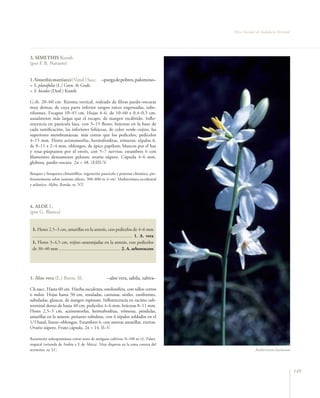 Flora Vascular de Andalucía Oriental




3. SIMETHIS Kunth
(por F. B. Navarro)


1. Simethis mattiazzi (Vand.) Sacc. –purga de pobres, palomino–
= S. planifolia (L.) Gren. & Godr.
= S. bicolor (Desf.) Kunth

G.rh. 20–60 cm. Rizoma vertical, rodeado de fibras pardo–oscuras
muy densas, de cuya parte inferior surgen raíces engrosadas, tube-
riformes. Escapos 10–45 cm. Hojas 4–6, de 10–60 x 0,4–0,5 cm,
usualmente más largas que el escapo, de margen escábrido. Inflo-
rescencia en panícula laxa, con 5–15 flores; brácteas en la base de
cada ramificación, las inferiores foliáceas, de color verde–rojizo, las
superiores membranáceas, más cortas que los pedicelos; pedicelos
4–15 mm. Flores actinomorfas, hermafroditas, trímeras; tépalos 6,
de 8–11 x 2–4 mm, oblongos, de ápice papiloso, blancos por el haz
y rosa–púrpureos por el envés, con 5–7 nervios; estambres 6 con
filamentos densamente pelosos; ovario súpero. Cápsula 4–6 mm,
globosa, pardo–oscura. 2n = 48. (I)III–V.

Bosques y bosquetes climatófilos, vegetación pascícola y pratense climática, pre-
ferentemente sobre sustrato silíceo, 300–800 m (t–m). Mediterránea occidental
y atlántica. Aljibe, Ronda. ra. NT.




4. ALOE L.
(por G. Blanca)


 1. Flores 2,5–3 cm, amarillas en la antesis, con pedicelos de 4–6 mm
 ...................................................................................... 1. A. vera
 1. Flores 3–4,5 cm, rojizo–anaranjadas en la antesis, con pedicelos
 de 30–40 mm ..................................................... 2. A. arborescens




1. Aloe vera (L.) Burm. fil.                                –aloe vera, sabila, zabira–

Ch.succ. Hasta 60 cm. Hierba suculenta, estolonífera, con tallos cortos
o nulos. Hojas hasta 50 cm, rosuladas, carnosas, sésiles, ensiformes,
subuladas, glaucas, de margen espinoso. Inflorescencia en racimo sub-
terminal denso de hasta 40 cm; pedicelos 4–6 mm; brácteas 8–11 mm.
Flores 2,5–3 cm, actinomorfas, hermafroditas, trímeras, péndulas,
amarillas en la antesis; perianto tubuloso, con 6 tépalos soldados en el
1/3 basal, linear–oblongos. Estambres 6, con anteras amarillas, exertas.
Ovario súpero. Fruto cápsula. 2n = 14. II–V.

Raramente subespontánea como resto de antíguos cultivos, 0–100 m (t). Paleo-
tropical (oriunda de Arabia y E de África). Muy dispersa en la zona costera del
territorio. ra. LC.                                                                                               Anthericum baeticum




                                                                                                                                            149
 