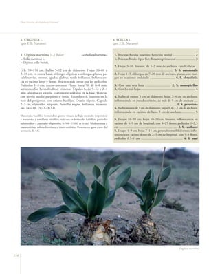 Flora Vascular de Andalucía Oriental




      2. URGINEA L.                                                                        3. SCILLA L.
      (por F. B. Navarro)                                                                  (por F. B. Navarro)


      1. Urginea maritima (L.) Baker                           –cebolla albarrana–          1. Brácteas florales ausentes; floración otoñal ........................... 2
      = Scilla maritima L.                                                                  1. Brácteas florales 1 por flor; floración primaveral ........................ 3
      = Urginea scilla Steinh.
                                                                                            2. Hojas 3–10, lineares, de 1–2 mm de anchura, canaliculadas ..
      G.b. 50–150 cm. Bulbo 5–12 cm de diámetro. Hojas 30–60 x                              ........................................................................ 5. S. autumnalis
      3–10 cm, en roseta basal, oblongo–elípticas u oblongas, planas, pa-                   2. Hojas 1–3, oblongas, de 7–20 mm de anchura, planas, con mar-
      ralelinervias, enteras, agudas, glabras, verde brillantes. Inflorescen-               gen en ocasiones ondulado ............................... 6. S. obtusifolia
      cia en racimo largo y denso. Brácteas más cortas que los pedicelos.
      Pedicelos 1–3 cm, erecto–patentes. Flores hasta 50, de 6–8 mm,                        3. Con una sola hoja ............................... 2. S. monophyllos
      actinomorfas, hermafroditas, trímeras. Tépalos 6, de 9–12 x 2–4                       3. Con 2 o más hojas ................................................................... 4
      mm, abiertos en estrella, cortamente soldados en la base, blancos,
      con nervio medio purpúreo o verde. Estambres 6, insertos en la                        4. Bulbo al menos 3 cm de diámetro; hojas 2–4 cm de anchura;
      base del perigonio, con anteras basifijas. Ovario súpero. Cápsula                     inflorescencia en pseudocorimbo, de más de 5 cm de anchura ....
      2–3 cm, elipsoidea, triquetra. Semillas negras, brillantes, numero-                   ............................................................................ 1. S. peruviana
      sas. 2n = 60. (V)IX–X(XI).                                                            4. Bulbo menos de 3 cm de diámetro; hojas 0,4–1,1 cm de anchura;
                                                                                            inflorescencia en racimo, de hasta 3 cm de anchura ................ 5
      Matorrales basófilos (romerales), pastos vivaces de baja montaña (espartales)
      y matorrales y tomillares nitrófilos, más rara en herbazales halófilos, pastizales    5. Escapo 10–20 cm; hojas 10–20 cm, lineares; inflorescencia en
      subnitrófilos y pastizales oligótrofos, 0–900 (1100) m (t–m). Mediterránea y          racimo de 4–9 cm de longitud, con 8–25 flores; pedicelos 1–2,5
      macaronésica, submediterránea e irano–turánica. Presente en gran parte del            cm ........................................................................ 3. S. ramburei
      territorio. fr. LC.                                                                   5. Escapo 4–9 cm; hojas 7–11 cm, generalmente falciformes; inflo-
                                                                                            rescencia en racimo denso de 2–3 cm de longitud, con 5–8 flores;
                                                                                            pedicelos 0,5–1 cm ................................................... 4. S. paui




                                                                                                                                                                   Urginea maritima

154
 