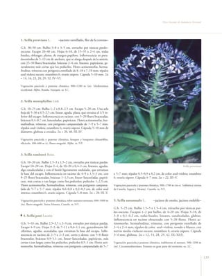 Flora Vascular de Andalucía Oriental




1. Scilla peruviana L.            –jacinto estrellado, flor de la corona–

G.b. 30–50 cm. Bulbo 3–8 x 3–5 cm, envuelto por túnicas pardo–
oscuras. Escapo 20–40 cm. Hojas 6–10, de 15–35 x 2–4 cm, todas
basales, oblongas, planas, de margen papiloso. Inflorescencia en pseu-
docorimbo de 5–13 cm de anchura, que se alarga después de la antesis,
con 25–50 flores bracteadas; brácteas 2–4 cm, lineares, papiráceas, ge-
neralmente más cortas que los pedicelos. Flores actinomorfas, herma-
froditas, trímeras con perigonio estrellado de 8–10 x 7–10 mm; tépalos
azul violeta oscuro; estambres 6; ovario súpero. Cápsula 5–10 mm. 2n
= 14, 16, 23, 28, 29, 32. IV–VI.

Vegetación pascícola y pratense climática, 800–1200 m (m). Mediterránea
occidental. Aljibe, Ronda, Axarquía. ra. LC.



2. Scilla monophyllos Link

G.b. 10–25 cm. Bulbo 1–2 x 0,8–2,5 cm. Escapo 5–20 cm. Una sola
hoja de 5–30 x 0,5–2,5 cm, linear, aguda, plana, que envaina el 1/3 in-
ferior del escapo. Inflorescencia en racimo, con 5–20 flores bracteadas;
brácteas 0,4–0,7 cm, lanceoladas, papiráceas. Flores actinomorfas, her-
mafroditas, trímeras, con perigonio campanulado de 7–9 x 5–7 mm;
tépalos azul–violeta; estambres 6; ovario súpero. Cápsula 5–10 mm de
diámetro, globosa u ovoidea. 2n = 20, 40. III–IV.

Vegetación pascícola y pratense climática, bosques y bosquetes climatófilos,
silicícola, 100–600 m (t). Íbero–magrebí. Aljibe. ra. NT.



3. Scilla ramburei Boiss.

G.b. 10–20 cm. Bulbo 1,5–3 x 1,5–2 cm, envuelto por túnicas pardas.
Escapo 10–20 cm. Hojas 2–4, de 10–20 x 0,4–1 cm, lineares, agudas,                                                                              Scilla peruviana
algo canaliculadas y con el borde ligeramente ondulado, que envainan
la base del escapo. Inflorescencia en racimo de 4–9 x 1,5–3 cm, con               x 5–7 mm; tépalos 0,5–0,9 x 0,2 cm, de color azul–violeta; estambres
8–25 flores bracteadas; brácteas 1–1,5 cm, linear–lanceoladas, papirá-            6; ovario súpero. Cápsula 4–7 mm. 2n = 22. III–V.
ceas, más cortas o tan largas como los pedicelos; pedicelos 1–2,5 cm.
Flores actinomorfas, hermafroditas, trímeras, con perigonio campanu-              Vegetación pascícola y pratense climática, 900–1700 m (m–s). Subbética (sierras
lado de 5–7 x 5–7 mm; tépalos 0,6–0,8 x 0,2–0,3 cm, de color azul                 de Cazorla, Segura y Alcaraz). Cazorla. ra. NT.
intenso; estambres 6; ovario súpero. Cápsula 5–8 mm. 2n = 20. III–V.

Vegetación pascícola y pratense climática, sobre sustratos arenosos, 600–1000 m   5. Scilla autumnalis L.            –jacinto de otoño, jacinto endeble–
(m). Íbero–magrebí. Sierra Morena, Cazorla. ra. NT.
                                                                                  G.b. 5–25 cm. Bulbo 1,5–5 x 1,5–4 cm, envuelto por túnicas par-
                                                                                  do–oscuras. Escapos 1–2 por bulbo, de 4–20 cm. Hojas 3–10, de
  4. Scilla paui Lacaita                                                          3–8 x 0,1–0,2 cm, todas basales, lineares, canaliculadas, glabras.
                                                                                  Inflorescencia en racimo ebracteado con 5–20 flores. Flores ac-
G.b. 5–10 cm. Bulbo 2,5–3,5 x 2–3 cm, envuelto por túnicas pardas.                tinomorfas, hermafroditas, trímeras, con perigonio estrellado de
Escapo 4–9 cm. Hojas 2–3, de 7–11 x 0,6–1,1 cm, generalmente fal-                 3–4 x 2–4 mm; tépalos de color azul–violeta, rosado o blanco, con
ciformes, agudas, acanaladas, que envainan la base del escapo. Inflo-             nervio medio violáceo oscuro; estambres 6; ovario súpero. Cápsula
rescencia en racimo de 2–3 x 2–3 cm, corto y denso, con 5–8 flores                3–4 mm, globosa. 2n = 12, 14, 28, 29, 42. IX–XI(I).
bracteadas; brácteas 0,9–1,1 cm, linear–lanceoladas, papiráceas, más
cortas o tan largas como los pedicelos; pedicelos 0,5–1 cm. Flores acti-          Vegetación pascícola y pratense climática, indiferente al sustrato, 500–1200 m
nomorfas, hermafroditas, trímeras con perigonio campanulado de 5–7                (m). Circunmediterránea. Presente en gran parte del territorio. oc. LC.


                                                                                                                                                                    155
 