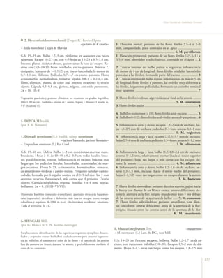 Flora Vascular de Andalucía Oriental




   2. Hyacinthoides reverchonii (Degen & Hervier) Speta
                                        –jacinto de Cazorla–                        1. Floración otoñal; perianto de las flores fértiles 2,5–4 x 2–3
= Scilla reverchonii Degen & Hervier                                                mm, campanulado, poco contraído en el ápice ...........................
                                                                                    ....................................................................... 6. M. parviflorum
G.b. 15–35 cm. Bulbo 1,2–3 cm, piriforme, en ocasiones con raíces                   1. Floración primaveral; perianto de las flores fértiles (4)5,5–11 x
tuberosas. Escapo 10–25 cm, con 4–5 hojas de 15–25 x 0,5–1,8 cm,                    3,5–6 mm, obovoideo o subcilíndrico, contraído en el ápice ... 2
lineares, planas, de ápice obtuso, que envainan la base del escapo. Ra-
cimo con (3)5–10(13) flores estrelladas, erecto–patentes. Brácteas 2,               2. Túnicas internas del bulbo pajizas o negruzcas; inflorescencia
desiguales, la mayor de 1–1,5 (2) cm, linear–lanceolada, la menor de                de menos de 4 cm de longitud; flores fértiles péndulas, las estériles
0,7–1,1 cm, filiforme. Pedicelos 0,7–1,7 cm erecto–patentes. Flores                 parecidas a las fértiles, formando parte del racimo .................... 3
actinomorfas, hermafroditas, trímeras; tépalos 0,8–1 x 0,2–0,4 cm,                  2. Túnicas internas del bulbo rojizas; inflorescencia de más de 5 cm
libres, elípticos, planos, de color azul intenso; estambres 6; ovario               de longitud; flores fértiles ± patentes, las estériles muy diferentes a
súpero. Cápsula 0,5–0,8 cm, globosa, trígona, con estilo persistente.               las fértiles, largamente pediceladas, formando un corimbo terminal
2n = 16. III–V.                                                                     muy aparente ........................................................................... 7

Vegetación pascícola y pratense climática, en ocasiones en prados higrófilos,       3. Flores fértiles verdosas, algo violáceas al final de la antesis .........
800–1200 m (m). Subbética (sierras de Cazorla, Segura y Alcaraz). Cazorla. ra.      ........................................................................ 5. M. cazorlanum
VU [B2ab(iii, v)].                                                                  3. Flores fértiles azules ................................................................. 4

                                                                                    4. Bulbillos numerosos (> 10); flores fértiles azul–oscuras ............. 5
                                                                                    4. Bulbillos 0–1(2); flores fértiles azul–violáceas o azul–purpúreas ... 6
5. DIPCADI Medik.
(por F. B. Navarro)                                                                 5. Inflorescencia corta y densa; escapos 1,5–2 mm de anchura; ho-
                                                                                    jas 1,8–2,5 mm de anchura; pedicelos 2–3 mm; anteras 0,8–1 mm
                                                                                    ........................................................................ 1. M. neglectum
1. Dipcadi serotinum (L.) Medik. subsp. serotinum                                   5. Inflorescencia larga y laxa; escapos (2)2,5–3,5 mm de anchura;
                           –jacinto bastardo, jacinto leonado–                      hojas 2,5–6 mm de anchura; pedicelos 3,5–4 mm; anteras 1–1,2 mm
= Uropetalum serotinum (L.) Ker Gawl.                                               ........................................................................ 2. M. olivetorum

G.b. 15–40 cm. Glabra. Bulbo 1–3 cm, con túnicas externas mem-                      6. Inflorescencia larga y laxa; bulbo (1,5)1,8–2,4 cm de anchura;
branáceas. Hojas 3–6, de 10–40 x 0,2–0,3 cm, todas basales, linea-                  anteras 1–1,2 mm, relativamente exertas (hacia el tercio superior
res, paralelinervias, enteras. Inflorescencia en racimo. Brácteas más               del perianto); hojas tan largas o más cortas que los escapos du-
largas que los pedicelos florales, lanceoladas, acuminadas, de mar-                 rante la antesis .............................................. 4. M. atlanticum
gen escarioso. Flores 5–25, actinomorfas, hermafroditas, trímeras,                  6. Inflorescencia corta y densa; bulbo 1,2–1,6 cm de anchura; an-
de amarillento–verdosas a pardo–rojizas. Perigonio tubular–campa-                   teras 1,3–1,5 mm, inclusas (hacia el tercio medio del perianto);
nulado, formado por 6 tépalos unidos en el 1/3 inferior, los 3 más                  hojas 1–1,5(2) veces tan largas como los escapos durante la antesis
externos recurvos. Estambres 6, más cortos que el perianto. Ovario                  .......................................................................... 3. M. baeticum
súpero. Cápsula subglobosa, trígona. Semillas 5 x 4 mm, negras,
brillantes. 2n = 8. (II)III–VI(VII).                                                7. Flores fértiles obovoideas; perianto de color marrón, pajizo hacia
                                                                                    la base y con dientes de un blanco crema; anteras dehiscentes du-
Matorrales basófilos (romerales y tomillares), pastizales vivaces de baja mon-      rante la apertura de la flor; estigma situado muy lejos y por debajo
taña (espartales), en calizas y dolomías, más rara en margas, yesos, margas         de las anteras antes de la apertura de la flor ...... 7. M. comosum
subsalinas y esquistos, 0–1900 m (t–s). Mediterránea occidental, sahariana.         7. Flores fértiles subcilíndricas; perianto amarillento, con dien-
Todo el territorio. fr. LC.                                                         tes concoloros; anteras dehiscentes antes de la apertura de la flor;
                                                                                    estigma situado entre las anteras antes de la apertura de la flor
                                                                                    ................................................................... 8. M. matritensis

6. MUSCARI Mill.
(por G. Blanca & V. N. Suárez–Santiago)
                                                                                   1. Muscari neglectum Ten.                                                     –nazarenos–
Para la correcta identificación de las especies se requieren ejemplares desarro-   = M. racemosum (L.) Lam. & DC., non Mill.
llados y es preciso extraer los bulbos cuidadosamente para detectar la presen-
cia de bulbillos; el tamaño y el color de las flores y el tamaño de las anteras    G.b. 14–20 cm. Perenne, escaposa, bulbosa. Bulbo 1,2–1,7 cm de an-
han de anotarse en fresco, durante la antesis, y preferiblemente también el        chura, con numerosos bulbillos (10–30). Escapos 1,5–2 mm de diá-
resto de los caracteres.                                                           metro. Hojas 1–1,5 veces tan largas como los escapos, 1,8–2,5 mm


                                                                                                                                                                                    157
 