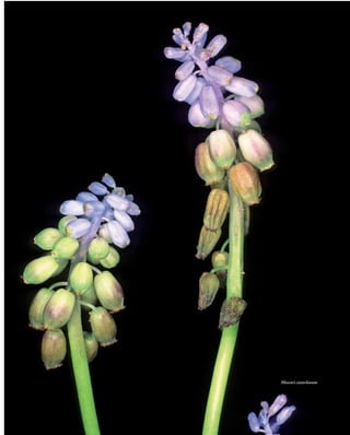 Muscari cazorlanum
 