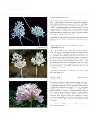 Flora Vascular de Andalucía Oriental




                                                                   6. Allium melananthum Coincy

                                                                   G.b. 50–105 cm. Bulbo ovoideo o esférico; túnica externa membra-
                                                                   nácea; a veces con bulbillos ± esféricos, amarillentos y estipitados.
                                                                   Hojas cilíndricas, fistulosas, envainando 1/4(1/2) del tallo. Espata
                                                                   con (1)2 piezas, generalmente caducas. Inflorescencia 1,5–3,5 cm,
                                                                   ± esférica. Flores actinomorfas, hermafroditas, trímeras. Perianto
                                                                   ovoideo; tépalos 2,5–3,5 x 1,5–2 mm, púrpura oscuro, casi negros,
                                                                   ± papilosos al dorso. Estambres 6, con las anteras exertas, los inter-
                                                                   nos tricuspidados con la rama central mayor o igual a las laterales.
                                                                   Ovario súpero. Cápsula c. 3 mm. 2n = 16. V–VI.

                                                                   Preferentemente en zonas costeras, en pastizales secos sobre suelos arenosos,
                                                                   pedregosos o rocosos, 0–400 m (t). Ibérica suroriental. Almería, Ronda, Axar-
                                                                   quía. ra. LC.



                                                                   7. Allium guttatum Steven subsp. sardoum (Moris) Stearn
                                             Allium paniculatum    = A. gaditanum Pérez Lara

                                                                   G.b. 15–80 cm. Bulbo ovoideo o esférico; túnica externa membra-
                                                                   nácea, algo coriácea, deshaciéndose en fibras en la parte superior;
                                                                   a veces con bulbillos, elipsoideos, apiculados, amarillentos, sési-
                                                                   les o estipitados. Hojas cilíndricas, fistulosas, envainando1/2(3/4)
                                                                   del tallo. Espata con 1 pieza, generalmente caduca. Inflorescencia
                                                                   (1)2–4(5) cm, esférica, hemisférica u ovoidea. Flores actinomorfas,
                                                                   hermafroditas, trímeras. Perianto cilíndrico; tépalos 3–4,5 x 1–1,5
                                                                   mm, blanquecinos, con mancha elíptica dorsal verde, lisos. Estam-
                                                                   bres 6, exertos, los internos tricuspidados con la rama central más
                                                                   corta que las laterales. Ovario súpero. Cápsula 2–4 mm. 2n = 16,
                                                                   24, 32, 40, 48. V–VII(IX).

                                                                   Taludes, viaria, ruderal, 0–2200 m (t–o). Mediterránea. Sierra Morena, Guadal-
                                                                   quivir, Aljibe, Ronda. ra. LC.



                                                                   8. Allium vineale L.                                     –puerro de viña–
                                                 Allium stearnii   = A. compactum Thuill.

                                                                   G.b. (24)40–100(110) cm. Bulbo esférico u ovoideo; túnica exter-
                                                                   na membranácea o fibrosa; generalmente con bulbillos amarillen-
                                                                   tos, elipsoideos, acuminados, sésiles o estipitados. Hojas cilíndricas
                                                                   o semicilíndricas, fistulosas, envainando 1/2–3/4 del tallo. Espata
                                                                   con 1 pieza, generalmente caduca. Inflorescencia (1)1,5–4(5) cm,
                                                                   esférica o hemisférica, con flores y bulbillos o bulbillos solamente.
                                                                   Flores actinomorfas, hermafroditas, trímeras. Perianto campanu-
                                                                   lado o cilíndrico; tépalos 3,5–4,5 x 1–1,5 mm, blancos o rosados,
                                                                   con nervio medio rosado o verdoso, lisos. Estambres 6, exertos,
                                                                   los internos tricuspidados con la rama central más corta que las
                                                                   laterales. Ovario súpero. Cápsula 3–3,5 mm. 2n = 16, 32, 40, 48.
                                                                   V–VIII(IX).

                                                                   Arvense, ruderal, viaria, 0–2500 m (t–o). Circunmediterránea y centroeuropea.
                                                                   Cazorla, Trevenque–Almijara. rr. LC.

                                                  Allium roseum

164
 