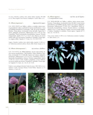 Flora Vascular de Andalucía Oriental




      En zonas ± húmedas y umbrías, viaria, ruderal, taludes, roquedos, 200–2000           23. Allium nigrum L.                          –ajo lirio, ajo de España–
      m (t–o). Íbero–magrebí. Sierra Morena, Guadalquivir, Cazorla, Aljibe. ra. LC.        = A. monspessulanum Gouan

                                                                                           G.b. (40)50–80(100) cm. Bulbo ± esférico; túnica externa mem-
      21. Allium triquetrum L.                             –lágrimas de la virgen–         branácea. Hojas planas, envainando la base del tallo, la más interna
                                                                                           generalmente con bulbillos apicales. Espata con 2 piezas, subiguales,
      G.b. (10)12–30(35) cm. Bulbo ± esférico u ovoideo; túnica exter-                     persistentes. Inflorescencia 3,5–8(9) cm, ± hemisférica. Flores ac-
      na generalmente caduca, quedando la interna membranácea; a veces                     tinomorfas, hermafroditas, trímeras. Perianto abierto, ± estrellado;
      con bulbillos hemisféricos, acuminados. Tallo de sección triangular,                 tépalos 8–10 x 2–3 mm, blancos o rosados, con nervio medio rosado
      fistuloso. Hojas planas, envainando la base del tallo. Espata con 2                  o verdoso. Estambres 6, incluidos. Ovario súpero. Cápsula (6)7–9
      piezas, subiguales, persistentes. Inflorescencia (2)2,5–5(6) cm, laxa                mm. 2n = 16. III–VI.
      y pauciflora. Flores actinomorfas, hermafroditas, trímeras. Perianto
      campanulado; tépalos 10–15 x 2–4(4,5) mm, blancos con nervio                         Viaria, arvense, taludes, 0–1200 m (t–m). Mediterránea occidental. Guadalqui-
      medio verde en la cara interna. Estambres 6, incluidos. Ovario súpe-                 vir, Aljibe, Ronda. ra. LC.
      ro; estigma trífido. Cápsula 4–7,5 mm. 2n = 18. (I)II–V(VI).

      Lugares ± húmedos y umbríos, viaria, ruderal, taludes, roquedos, 0–1200 m (t–
      m). Mediterránea occidental y atlántica. Almería, Aljibe, Ronda, Axarquía. oc. LC.



      22. Allium schoenoprasum L.                       –ajo morisco, cebollino–

      G.b. (7)15–45(55) cm. Bulbo fusiforme, con un corto rizoma; tú-
      nica externa membranácea. Tallo fistuloso. Hojas cilíndricas, fistu-
      losas, envainando 1/4–1/2 del tallo. Espata con 2 piezas, subiguales,
      persistentes. Inflorescencia (1,5)2–4(5) cm, ± hemisférica. Flores ac-
      tinomorfas, hermafroditas, trímeras. Perianto campanulado; tépalos
      (7,5)8–12 x (2)2,5–3 mm, rosados o purpúreos, a veces violáceos,
      con nervio medio más intenso. Estambres 6, incluidos. Ovario súpe-
      ro. Cápsula 2,5–3 mm. 2n = 16, 24, 32. V–IX.

      Praderas o zonas pedregosas húmedas, bordes de arroyos, 1000–2400 m (m–o).
      Holártica. Cazorla, Trevenque–Almijara, Nevada–Filabres, Alpujarras. ra. VU
      [B2ab(iii, v); C2a(i); D2].
                                                                                                                                                     Allium triquetrum




                     Allium schoenoprasum                               Allium nigrum                                                                    Allium nigrum

168
 