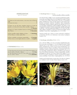 Flora Vascular de Andalucía Oriental




                              AMARYLLIDACEAE                                                           1. Sternbergia lutea (L.) Spreng.
                                   (por F. B. Navarro)                                                                            –azucena amarilla, cólchico amarillo–

                                                                                                       G.b. Hasta 30–40 cm. Bulbo 3–5 cm, con túnicas membranáceas pardo–
                                                                                                       oscuras que se prolongan hasta 10 cm a lo largo de los escapos. Escapos
 1. Perianto con una corona interna, a veces muy corta en forma de                                     1–2, de 10–25 cm. Hojas 2–6(8), de (8)12–20 x 0,6–1,5 cm, lineares,
 anillo .......................................................................................... 2   planas, paralelinervias, enteras, de ápice obtuso; la más externa mem-
 1. Perianto sin corona ................................................................... 3          branácea, acuminada, envolvente, amarillenta. Flores actinomorfas,
                                                                                                       hermafroditas, trímeras, solitarias; espata de una sola pieza, de 3,5–4,5
 2. Espata con una sola pieza; estambres insertos en el tubo del                                       cm, lanceolada, membranácea, pardo–amarillenta, que alcanza 1/3 de
 perianto o en la base de la corona; flores amarillas o blancas ..........                             la longitud de los tépalos. Perianto campanulado, amarillo, prolongado
 ................................................................................... 4. Narcissus      en tubo de c. 5(10) mm; limbo de los tépalos 3,5–4,5 x 0,8–2 cm, obo-
 2. Espata con 2 piezas; estambres insertos en el borde de la corona;                                  vado o elíptico. Estambres 6, insertos en la base de los tépalos; anteras
 flores blancas .......................................................... 5. Pancratium               mediifijas. Ovario ínfero. Cápsula globosa. 2n = 33. X–XI(I).

 3. Flores amarillas; tépalos soldados en la base ........ 1. Sternbergia                              Vegetación nitrófila viaria y ruderal, en sustratos carbonatados, probablemen-
 3. Flores blancas o rosadas; tépalos libres ...................................... 4                  te naturalizada, 500–900 m (m). Mediterránea e irano–turánica. Guadalquivir,
                                                                                                       Granada. rr. DD
 4. Flores ± péndulas, con perianto campanulado ........ 2. Leucojum
 4. Flores erectas, con los tépalos abiertos en estrella ...... 3. Lapiedra
                                                                                                       2. Sternbergia colchiciflora Waldst. & Kit.

                                                                                                       G.b. 5–20 cm. Bulbo 1–2,5 cm, con túnicas membranáceas par-
                                                                                                       do–oscuras que se prolongan 1–5 cm a lo largo del escapo. Escapo
                                                                                                       solitario, de 3–15 cm. Hojas 3–6, de 8–14 x 0,2–0,3 cm, lineares,
1. STERNBERGIA Waldst. & Kit.                                                                          planas, paralelinervias, enteras; la más externa membranácea, acu-
                                                                                                       minada, envolvente, blanco–amarillenta. Flores actinomorfas, her-
                                                                                                       mafroditas, trímeras, solitarias; espata de una sola pieza, de 1,5–2,5
 1. Tubo del perianto de menos de 10 mm; limbo de los tépalos 8–20                                     cm, lanceolada, membranácea, blanco–amarillenta, que alcanza la
 mm de anchura, obovados o elípticos …….......…….... 1. S. lutea                                       base de los lóbulos del perianto. Perianto campanulado, amarillo,
 1. Tubo del perianto de más de 10 mm; limbo de los tépalos 3–5                                        prolongado en tubo de 10–30 mm; limbo de los tépalos 2,5–4 x
 mm de anchura, lineares ................................ 2. S. colchiciflora                          0,3–0,5 cm, linear. Estambres 6, insertos en la base de los tépalos;
                                                                                                       anteras mediifijas. Ovario ínfero. Cápsula globosa. 2n = 20. X–XI.

                                                                                                       Pastizales vivaces de media montaña, en sustrato calizo, 700–1400 m (m). Mediterrá-
                                                                                                       nea. Guadalquivir, Cazorla, Trevenque–Almijara, Alpujarras, Ronda. rr. DD.




                                                                               Sternbergia lutea                                              Sternbergia colchiciﬂora. Foto: E. Triano

                                                                                                                                                                                             169
 