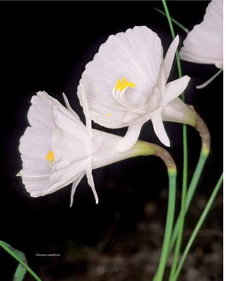 Narcissus cantabricus
 