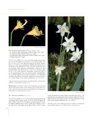 Flora Vascular de Andalucía Oriental




                                                                Narcissus hedraeanthus

         6. Narcissus hedraeanthus (Webb & Heldr.) Colm.
      = N. cantabricus subsp. hedraeanthus (Webb & Heldr.) Fern. Casas
      = N. cantabricus subsp. luteolentus Barra & G. López
      = N. bulbocodium subsp. hedraeanthus (Webb & Heldr.) Fern. Casas
      = N. blancoi Barra & G. López

      G.b. 8–15 cm. Bulbo 1–2 x 1 cm, con túnicas pardo oscuras. Esca-
      po 3–10 cm, decumbente o ascendente, a veces dos por bulbo. Ho-
      jas 5–15 cm x 1–1,5 mm, algo más largas que el escapo, lineares.
      Espata 1,4–1,8(2,8) cm, de márgenes soldados hasta más de la mi-
      tad, pardo oscura. Pedicelo 0,5–1 mm, casi nulo, mucho más corto
      que la espata. Flores solitarias, hermafroditas, trímeras, de color
      amarillo pálido; tubo del perianto 1–1,2(2,5) cm, obcónico; tépa-
      los 0,7–1 cm, erecto–patentes, lanceolados; corona 0,6–0,8(1,1)
      cm, de longitud igual o más corta que los tépalos, infundibulifor-
      me, de margen ligeramente crenado. Estambres 6, con filamentos
      curvados y ascendentes; anteras que sobrepasan la corona en 0,3–1
      cm. Ovario ínfero. Fruto capsular, polispermo. 2n = 14. II–IV.

      Vegetación pascícola y pratense climática, matorrales basófilos y silicícolas, 300–
      1700 m (t–s). Sierra Morena, Cazorla. oc. NT.

      Observaciones: Los ejemplares con porte y flores más grandes, que crecen a baja
      altitud y sobre sustratos silíceos, se han separado como N. blancoi Barra & G.
      López. Existen testimonios de la presencia del híbrido entre N. hedraeanthus y
      N. fernandesii (N. x tuckeri Barra & G. López).
                                                                                                                                                        Narcissus tortifolius

         7. Narcissus tortifolius Fern. Casas                                               morfas, hermafroditas, trímeras, blancas; tubo del perianto 0,9–1,2 cm,
                                                                                            gradualmente ensanchado hacia la parte superior; tépalos 0,4–0,8 cm,
      G.b. 20–50 cm. Bulbo 4–7 x 4–7 cm, con túnicas pardo negruzcas, que                   elípticos, obtusos, mucronados; corona 2,5–4 mm. Estambres 6. Ovario
      se prolongan sobre el escapo. Escapo 10–40 cm, de sección elíptica, fis-              ínfero. Fruto capsular, polispermo. 2n = 36. I–III(IV).
      tuloso. Hojas 15–40 x 0,5–1,5 cm, planas, retorcidas. Espata 4–7,5 cm,
      de márgenes soldados solo en la base, pardo clara. Pedicelos 2–8(11)                  Matorrales y pastos vivaces, indiferente al sustrato, 50–800 m (t). Almería (pre-
      cm, más cortos o más largos que la espata. Flores 5–10(17), actino-                   sente también en Murcia). rr. VU [B1ab(i,ii,iii,iv,v)+2ab(i,ii,iii,iv,v)].

174
 