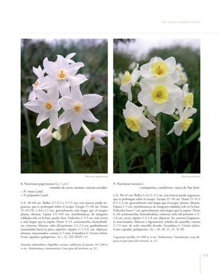 Flora Vascular de Andalucía Oriental




                                                            Narcissus papyraceus                                                                 Narcissus tazzeta

8. Narcissus papyraceus Ker Gawl.                                                    9. Narcissus tazzeta L.
                    –meados de zorra, meones, narciso nevado–                                          –campanitas, candeleros, varica de San José–
= N. niveus Loisel.
= N. polyanthos Loisel.                                                              G.b. 30–45 cm. Bulbo 3–4 x 2–3,5 cm, con túnicas pardo negruzcas,
                                                                                     que se prolongan sobre el escapo. Escapo 25–30 cm. Hojas 25–45 x
G.b. 30–60 cm. Bulbo 2,5–5,5 x 3–5,5 cm, con túnicas pardo ne-                       0,5–1,5 cm, generalmente más largas que el escapo, planas, obtusas.
gruzcas, que se prolongan sobre el escapo. Escapo 25–40 cm. Hojas                    Espata 2–5 cm, membranácea, de márgenes soldados solo en la base.
25–45(70) x 0,6–1,3 cm, generalmente más largas que el escapo,                       Pedicelos hasta 5 cm, generalmente más largos que la espata. Flores
planas, obtusas. Espata 3,5–5(8) cm, membranácea, de márgenes                        6–10, actinomorfas, hermafroditas, trímeras; tubo del perianto 1,3–
soldados solo en la base, pardo clara. Pedicelos 1–5,5 cm, más cortos                1,8 cm, recto; tépalos 1,3–1,8 cm, elípticos, los externos largamen-
o más largos que la espata. Flores 4–13, actinomorfas, hermafrodi-                   te mucronados, blancos o ligeramente teñidos de amarillo; corona
tas, trímeras, blancas; tubo del perianto 1,3–1,5 cm, gradualmente                   5–7,5 mm, de color amarillo dorado. Estambres 6. Ovario ínfero.
ensanchado hacia la parte superior; tépalos 1–1,5(2) cm, elípticos,                  Fruto capsular, polispermo. 2n = 10, 20, 21, 31. II–III.
obtusos, mucronados; corona 3–5 mm. Estambres 6. Ovario ínfero.
Fruto capsular, polispermo. 2n = 22. XII–III(IV–V).                                  Vegetación nitrófila, 10–1000 m (t–m). Mediterránea. Naturalizada y muy dis-
                                                                                     persa en gran parte del territorio. oc. LC.
Pastizales subnitrófilos e higrófilos, arvense, indiferente al sustrato, 10–1200 m
(t–m). Mediterránea y macaronésica. Gran parte del territorio. oc. LC.

                                                                                                                                                                      175
 