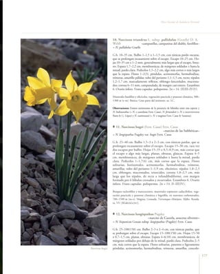 Flora Vascular de Andalucía Oriental




                  10. Narcissus triandrus L. subsp. pallidulus (Graells) D. A.
                  Webb               –campanillas, campanitas del diablo, farolillos–
                  = N. pallidulus Graells

                  G.b. 10–35 cm. Bulbo 1–1,5 x 1–1,5 cm, con túnicas pardo oscuras,
                  que se prolongan escasamente sobre el escapo. Escapo 10–25 cm. Ho-
                  jas 10–35 cm x 1–2 mm, generalmente más largas que el escapo, linea-
                  res. Espata 1,7–2,2 cm, membranácea, de márgenes soldados ± hasta la
                  mitad, pardo clara. Pedicelos 1,5–2,2 cm, algo más cortos o más largos
                  que la espata. Flores 1–2(3), péndulas, actinomorfas, hermafroditas,
                  trímeras, amarillo pálidas; tubo del perianto 1,1–1,5 cm, recto; tépalos
                  1,2–1,7 cm, marcadamente reflexos, oblongo–lanceolados, mucrona-
                  dos; corona 6–11 mm, campanulada, de margen casi entero. Estambres
                  6. Ovario ínfero. Fruto capsular, polispermo. 2n = 14. (II)III–IV(V).

                  Matorrales basófilos y silicícolas, vegetación pascícola y pratense climática, 300–
                  1300 m (t–m). Ibérica. Gran parte del territorio. oc. LC.

                  Observaciones: Existen testimonios de la presencia de híbridos entre esta especie y
                  N. hedraeanthus (= N. x cazorlanus Fern. Casas), N. fernandesii (= N. x incurvicervicus
                  Barra & G. López) y N. cuatrecasasii (= N. x maginae Fern. Casas & Susanna).



                     11. Narcissus bugei (Fern. Casas) Fern. Casas
                                                       –narciso de las Subbéticas–
                  = N. longispathus Pugsley var. bugei Fern. Casas

                  G.b. 25–40 cm. Bulbo 1,5–3 x 2–3 cm, con túnicas pardas, que se
                  prolongan escasamente sobre el escapo. Escapo 15–30 cm, rara vez
                  dos escapos por bulbo. Hojas 15–35 x 0,5–0,9 cm, más cortas que
                  el escapo o algo más largas, planas, obtusas, glaucas. Espata 4–5
                  cm, membranácea, de márgenes soldados ± hasta la mitad, pardo
                  clara. Pedicelos 1–1,7(4) cm, más cortos que la espata. Flores
                  solitarias, horizontales, actinomorfas, hermafroditas, trímeras,
                  amarillas; tubo del perianto 1–1,9 cm, obcónico; tépalos 1,8–2,3
                  cm, oblongos, mucronados, retorcidos; corona 1,8–2,5 cm, más
                  larga que los tépalos, de recta a infundibuliforme, con margen
                  formado por 6 lóbulos crenados y recurvados. Estambres 6. Ovario
                  ínfero. Fruto capsular, polispermo. 2n = 14. II–III(IV).

                  Bosques esclerófilos y marcescentes, matorrales espinosos caducifolios, vege-
                  tación pascícola y pratense climática e higrófila, en sustratos carbonatados,
                  700–1500 m (m–s). Mágina, Granada, Trevenque–Almijara, Aljibe, Ronda.
                  ra. VU [B2ab(iii)c(iv)].



                     12. Narcissus longispathus Pugsley
                                           –narciso de Cazorla, azucena silvestre–
                  = N. hispanicus Gouan subsp. longispathus (Pugsley) Fern. Casas

                  G.b. 25–100(150) cm. Bulbo 2–3 x 2–4 cm, con túnicas pardas, que
                  se prolongan sobre el escapo. Escapo 15–100(150) cm. Hojas 15–50
                  x 0,7–1,5 cm, planas, obtusas. Espata 4–6(10) cm, membranácea, de
                  márgenes soldados por debajo de la mitad, pardo clara. Pedicelos 2–5
                  cm, más cortos que la espata. Flores solitarias, patentes o ligeramente
Narcissus bugei   péndulas, actinomorfas, hermafroditas, trímeras, amarillas, concolo-

                                                                                                            177
 