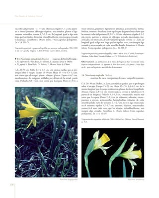Flora Vascular de Andalucía Oriental




      ras; tubo del perianto 1,3–1,5 cm, obcónico; tépalos 1,7–2 cm, paten-            veces solitarias, patentes o ligeramente péndulas, actinomorfas, herma-
      tes o erecto–patentes, oblongo–elípticos, mucronados, planos o lige-             froditas, trímeras, discoloras (con tépalos por lo general más claros que
      ramente retorcidos; corona 1,7–2,3 cm, de longitud igual o algo más              la corona); tubo del perianto (1,3)1,5–1,8 cm, obcónico; tépalos 1,3–2
      larga que los tépalos, de recta a infundibuliforme, con margen crenado           cm, erecto–patentes o erectos, de oblongos a ovado–lanceolados, mu-
      y recurvado. Estambres 6. Ovario ínfero. Fruto capsular, polispermo.             cronados, no retorcidos, de color amarillo pálido; corona 1,3–2 cm, de
      2n = 14. III–IV.                                                                 longitud igual o algo más larga que los tépalos, recta, con margen algo
                                                                                       crenado y no recurvado, de color amarillo dorado. Estambres 6. Ovario
      Vegetación pascícola y pratense higrófila, en sustratos carbonatados, 900–1800   ínfero. Fruto capsular, polispermo. 2n = 14. III–V.
      m (m–s). Cazorla, Mágina. rr. EN [B1b(iii, v)c(iv)+2b(iii, v)c(iv)].
                                                                                       Vegetación pascícola y pratense higrófila, 1400–2300 m (s–o). Cazorla, Trevenque–
                                                                                       Almijara, Vélez–Baza, Nevada–Filabres. rr. EN [B1b(iii)c(iv)+2b(iii)c(iv)].
         13. Narcissus nevadensis Pugsley           –narciso de Sierra Nevada–
      = N. segurensis S. Ríos Ruiz, D. Rivera, F. Alcaraz Ariza & Obón                 Observaciones: Las poblaciones de la Sierra de Segura se han reconocido como
      = N. yepesii S. Ríos Ruiz, D. Rivera, F. Alcaraz Ariza & Obón                    especies independientes (N. segurensis S. Ríos Ruiz et al. y N. yepesii S. Ríos Ruiz
                                                                                       et al.), pero en la práctica son difíciles de reconocer.
      G.b. 20–50 cm. Bulbo 2–3 x 2–3 cm, con túnicas pardas, que se pro-
      longan sobre el escapo. Escapo 15–50 cm. Hojas 15–45 x 0,4–1,1 cm,
      más cortas que el escapo, planas, obtusas, glaucas. Espata 4–6,5 cm,             14. Narcissus rupicola Dufour
      membranácea, de márgenes soldados por debajo de la mitad, pardo                          –narciso de roca, campanitas de roca, junquillo común–
      clara. Pedicelos 0,8–5 cm, más cortos que la espata. Flores 2–3(4), a
                                                                                       G.b. 20–30 cm. Bulbo 2 x 2 cm, con túnicas pardas, que se prolongan
                                                                                       sobre el escapo. Escapo 15–25 cm. Hojas 15–25 x 0,1–0,2 cm, de la
                                                                                       misma longitud que el escapo o más cortas, planas, de dorso biaquillado,
                                                                                       obtusas. Espata 2,8–3,2 cm, membranácea, cerrada y tubulosa en ¾
                                                                                       partes de su longitud. Pedicelo 0,1–0,5 cm, a veces nulo, mucho más
                                                                                       corto que la espata. Flores 2–3,5 cm de diámetro, solitarias, erecto–
                                                                                       patentes o erectas, actinomorfas, hermafroditas, trímeras, de color
                                                                                       amarillo pálido; tubo del perianto 2,1–2,7 cm, recto o algo ensanchado
                                                                                       en el extremo; tépalos 1,2–1,7 cm, patentes, elípticos, mucronados;
                                                                                       corona 6–8 mm, más corta que los tépalos, infundibuliforme, con
                                                                                       margen algo crenado. Estambres 6. Ovario ínfero. Fruto capsular,
                                                                                       polispermo. 2n = 14. III–IV.

                                                                                       Vegetación de roquedos, silicícola, 700–1000 m (m). Ibérica. Sierra Morena.
                                                                                       rr. NT.




                                                             Narcissus longispathus                                                                  Narcissus nevadensis

178
 