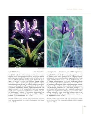 Flora Vascular de Andalucía Oriental




                                                              Iris planifolia                                                                     Iris xiphium

2. Iris filifolia Boiss.                            –lirio silvestre, lirio–    3. Iris xiphium L.        –lirio silvestre, lirio azul, lirio de primavera–

G.b. 30–60 cm. Bulbo 1,5–4 cm de anchura, piriforme, a veces con                G.b. 35–70(100) cm. Bulbo 2–4 cm de anchura, piriforme, a veces
bulbillos axilares; túnicas membranáceas que se deshacen en fibras,             con bulbillos axilares; túnicas membranáceas que se deshacen en fibras,
pardo–rojizas, prolongadas 3–5 cm por encima del bulbo; raíces fas-             pardas o pardo–oscuras; raíces fasciculadas, delgadas y flexibles. Escapo
ciculadas, delgadas y flexibles. Escapo simple, desarrollado. Hojas             simple, desarrollado. Hojas basales 2–5, de 20–70 x 0,2–0,9 cm, linea-
basales 4–7, de 30–70 x 0,1–0,3 cm, filiformes, plegadas. Inflores-             res, plegadas. Inflorescencia con 1–2(3) flores apicales azul–violáceas;
cencia con 1–2 flores apicales violeta–purpúreas; brácteas 5–9 cm,              brácteas 5–13 cm, generalmente cubriendo parte del ovario, herbáceas,
cubriendo hasta la base del tubo del perianto, herbáceas, con margen            con margen escarioso estrecho, pardo–amarillentas o pardo–verdosas;
escarioso estrecho, pardo–amarillentas; pedicelos 1,7–2,5 cm. Flores            pedicelos 3,5–15,5 cm. Flores actinomorfas, hermafroditas, trímeras.
actinomorfas, hermafroditas, trímeras. Tubo del perianto 0,8–2 cm;              Tubo del perianto ausente o de 1–2 mm; tépalos externos 4–7,5 x
tépalos externos 6–8 x 2–2,5 cm, con limbo ovado y una banda ana-               0,8–2 cm, con limbo anchamente ovado y una banda amarilla central
ranjada central de pelos cortos; tépalos internos 4–6 x 1–2 cm, erec-           de pelos cortos; tépalos internos 4–6 x 0,9–1,5 cm, erectos, oblan-
tos, oblanceolados. Estambres 3. Ovario ínfero; ramas estilares 3, de           ceolados. Estambres 3. Ovario ínfero; ramas estilares 3, de 4,5–6 cm,
5–6,5 cm, petaloideas, con lóbulos oblongo–lanceolados, ondulados.              petaloideas, con lóbulos oblongo–lanceolados, dentados. Cápsulas 4–7
Cápsulas 4–5 cm, oblongoideas. 2n = 32. IV–V.                                   cm, oblongoideas. 2n = 34. (II)IV–VI.

Matorrales heliófilos y pastos vivaces de media y baja montaña, rara vez ar-    Matorrales basófilos y pastos vivaces de media y baja montaña, a veces casmofí-
vense, indiferente al sustrato, 100–500 m (t). Íbero–magrebí. Aljibe, Ronda,    tica, 50–1300(1500) m (t–m). Mediterránea occidental. Presente en gran parte
Axarquía. fr. LC.                                                               del territorio. fr. LC.


                                                                                                                                                                  183
 