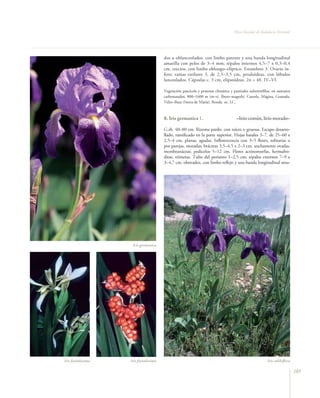 Flora Vascular de Andalucía Oriental




                                        dos u oblanceolados, con limbo patente y una banda longitudinal
                                        amarilla con pelos de 3–4 mm; tépalos internos 4,5–7 x 0,3–0,4
                                        cm, erectos, con limbo oblongo–elíptico. Estambres 3. Ovario ín-
                                        fero; ramas estilares 3, de 2,5–3,5 cm, petaloideas, con lóbulos
                                        lanceolados. Cápsulas c. 3 cm, elipsoideas. 2n = 40. IV–VI.

                                        Vegetación pascícola y pratense climática y pastizales subnitrófilos, en sustratos
                                        carbonatados, 800–1600 m (m–s). Íbero–magrebí. Cazorla, Mágina, Granada,
                                        Vélez–Baza (Sierra de María), Ronda. oc. LC.



                                        8. Iris germanica L.                           –lirio común, lirio morado–

                                        G.rh. 40–80 cm. Rizoma pardo, con raíces ± gruesas. Escapo desarro-
                                        llado, ramificado en la parte superior. Hojas basales 3–7, de 25–60 x
                                        2,5–4 cm, planas, agudas. Inflorescencia con 3–5 flores, solitarias o
                                        por parejas, moradas; brácteas 3,5–4,5 x 2–3 cm, anchamente ovadas,
                                        membranáceas; pedicelos 5–12 cm. Flores actinomorfas, hermafro-
                                        ditas, trímeras. Tubo del perianto 1–2,5 cm; tépalos externos 7–9 x
                                        3–4,7 cm, obovados, con limbo reflejo y una banda longitudinal ama-




                     Iris germanica




Iris foetidissima   Iris foetidissima                                                                      Iris subbiﬂora

                                                                                                                             185
 