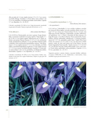 Flora Vascular de Andalucía Oriental




      rilla con pelos de 3–4 mm; tépalos internos 5–9 x 4,5–5 cm, erectos,           2. GYNANDRIRIS Parl.
      con limbo oblongo. Estambres 3. Ovario ínfero; ramas estilares 3, de
      4,5–6 cm, petaloideas, con lóbulos lanceolados, denticulados. Cápsulas
      5–7 cm, elipsoideas. 2n = 36. III–IV.                                          1. Gynandriris sisyrinchium (L.) Parl.
                                                                                                                       –lirio silvestre, lirio menor–
      Cultivada y naturalizada, 50–1300 m (t–m). Origen desconocido, naturalizada    = Iris sisyrinchium L.
      en gran parte del mundo. Dispersa en gran parte del territorio. oc. LC.
                                                                                     G.b. 8–40 cm. Tuberobulbo 1–3 cm, ovoideo o globoso, envuelto
                                                                                     por túnicas de fibras rígidas, verticales, paralelas, pardo–oscuras. Es-
      9. Iris albicans L.                        –lirio común, lirio blanco–         capo 5–37 cm, erecto, con 2 hojas de hasta 50 cm x 3–6 mm, más
                                                                                     largas que el escapo, filiformes, canaliculadas, curvadas. Inflorescen-
      G.rh. 40–80 cm. Rizoma pardo, con raíces ± gruesas. Escapo desarro-            cia espiciforme, con 1–5 flores o fascículos de flores alternos a lo
      llado, escasamente ramificado en la parte superior. Hojas basales 3–7,         largo del escapo, a veces flores solitarias. Flores actinomorfas, herma-
      de 25–40 x 2–3 cm, planas, agudas. Inflorescencia con 3–5 flores, so-          froditas, trímeras, pediceladas, rodeadas por 1–2 brácteas membra-
      litarias o por parejas, blancas; brácteas 3,5–4,5 x 2–3 cm, anchamente         náceas de 3–5(7) cm, apiculadas, pardo–claras. Tépalos libres hasta
      ovadas, membranáceas; pedicelos 5–12 cm, pero flores inferiores sésiles        la base, los externos 2,5–3,5 x 0,8–1,2 cm, con uña erecta y limbo
      o subsésiles. Flores actinomorfas, hermafroditas, trímeras. Tubo del pe-       patente, ovado, de color azul–violeta con la base blanca, con una
      rianto 1–2,5 cm; tépalos externos 5–7 x 2–3 cm, obovados, con limbo            banda longitudinal basal amarilla. Tépalos internos 2–3 x 0,4–0,5
      reflejo y una banda longitudinal con pelos de 3–4 mm; tépalos internos         cm, con uña bien marcada y limbo oblanceolado, erecto, azul–viole-
      5–7 x 3–4 cm, erectos, con limbo obovado. Estambres 3. Ovario ínfe-            ta. Ovario ínfero, pedicelado; estilos petaloideos. Cápsulas 1,5–2 x
      ro; ramas estilares 3, de 4–4,5 cm, petaloideas, con lóbulos lanceolados,      0,5 cm, apiculadas. 2n = 24. II–V.
      denticulados. Cápsulas 5–7 cm, elipsoideas. 2n = 44. III–V.
                                                                                     Vegetación pascícola y pratense climática, matorrales heliófilos, indiferente
      Cultivada y naturalizada, 50–1200 m (t–m). Irano–turánica (Arabia), natu-      al sustrato, 0–800(1100) m (t–m). Mediterránea e irano–turánica. Zonas
      ralizada en gran parte de la región Mediterránea. Dispersa en gran parte del   termófilas de gran parte del territorio. fr. LC.
      territorio. oc. LC.




                                                                                                                                        Gynandriris sisyrinchium

186
 