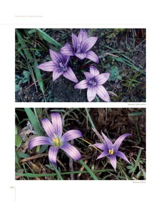 Flora Vascular de Andalucía Oriental




                                             Romulea bulbocodium




                                                  Romulea bifrons

188
 