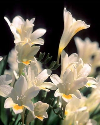 Flora Vascular de Andalucía Oriental




                                       191
 