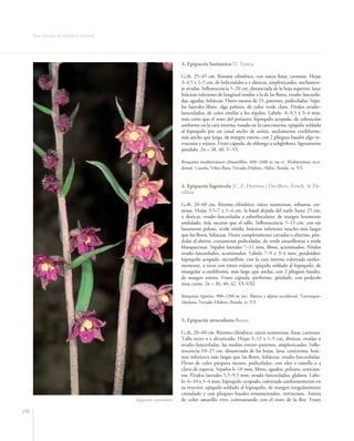 Flora Vascular de Andalucía Oriental




                                                                    3. Epipactis lusitanica D. Tyteca

                                                                    G.rh. 25–45 cm. Rizoma cilíndrico, con raíces finas, carnosas. Hojas
                                                                    3–4,5 x 2–5 cm, de helicoidales a ± dísticas, amplexicaules, anchamen-
                                                                    te ovadas. Inflorescencia 5–20 cm, distanciada de la hoja superior, laxa;
                                                                    brácteas inferiores de longitud similar a la de las flores, ovado–lanceola-
                                                                    das, agudas, foliáceas. Flores menos de 25, patentes, pediceladas. Sépa-
                                                                    los laterales libres, algo pelosos, de color verde claro. Pétalos ovado–
                                                                    lanceolados, de color similar a los sépalos. Labelo 6–9,5 x 3–4 mm,
                                                                    más corto que el resto del perianto; hipoquilo acopado, de coloración
                                                                    uniforme en la cara interna, rosado en la cara externa; epiquilo soldado
                                                                    al hipoquilo por un canal ancho de unión, anchamente cordiforme,
                                                                    más ancho que largo, de margen entero, con 2 pliegues basales algo ve-
                                                                    rrucosos y rojizos. Fruto cápsula, de oblongo a subgloboso, ligeramente
                                                                    péndulo. 2n = 38, 40. V–VI.

                                                                    Bosquetes mediterráneos climatófilos, 600–1600 m (m–s). Mediterráneo occi-
                                                                    dental. Cazorla, Vélez–Baza, Nevada–Filabres, Aljibe, Ronda. ra. NT.



                                                                    4. Epipactis fageticola (C. E. Hermos.) Devillers–Tersch. & De-
                                                                    villers

                                                                    G.rh. 20–60 cm. Rizoma cilíndrico, raíces numerosas, robustas, car-
                                                                    nosas. Hojas 3,5–7 x 1–4 cm, la basal alejada del suelo hasta 25 cm,
                                                                    ± dísticas, ovado–lanceoladas a suborbiculares, de margen levemente
                                                                    ondulado, más oscuras que el tallo. Inflorescencia 5–15 cm, con eje
                                                                    laxamente peloso, verde nítido; brácteas inferiores mucho más largas
                                                                    que las flores, foliáceas. Flores completamente cerradas o abiertas, pén-
                                                                    dulas al abrirse, cortamente pediceladas, de verde amarillentas a verde
                                                                    blanquecinas. Sépalos laterales 7–11 mm, libres, acuminados. Pétalos
                                                                    ovado–lanceolados, acuminados. Labelo 7–9 x 3–4 mm, petaloideo;
                                                                    hipoquilo acopado, nectarífero, con la cara interna coloreada unifor-
                                                                    memente, a veces con tintes rojizos; epiquilo soldado al hipoquilo, de
                                                                    triangular a cordiforme, más largo que ancho, con 2 pliegues basales,
                                                                    de margen entero. Fruto cápsula, piriforme, péndulo, con pedicelo
                                                                    muy corto. 2n = 36, 40, 42. VI–VIII.

                                                                    Bosquetes riparios, 900–1200 m (m). Ibérica y alpina occidental. Trevenque–
                                                                    Almijara, Nevada–Filabres, Ronda. rr. NT.



                                                                    5. Epipactis atrorubens Besser

                                                                    G.rh. 20–60 cm. Rizoma cilíndrico, raíces numerosas, finas, carnosas.
                                                                    Tallo recto o ± divaricado. Hojas 3–12 x 1–5 cm, dísticas, ovadas u
                                                                    ovado–lanceoladas, las medias erecto–patentes, amplexicaules. Inflo-
                                                                    rescencia 10–25 cm, distanciada de las hojas, laxa, cenicienta; brác-
                                                                    teas inferiores más largas que las flores, foliáceas, ovado–lanceoladas.
                                                                    Flores de color púrpura oscuro, pediceladas, con olor a vainilla o a
                                                                    clavo de especia. Sépalos 6–10 mm, libres, agudos, pelosos, cenicien-
                                                                    tos. Pétalos laterales 5,5–9,5 mm, ovado–lanceolados, glabros. Labe-
                                                                    lo 6–10 x 3–4 mm; hipoquilo acopado, coloreado uniformemente en
                                                                    su interior; epiquilo soldado al hipoquilo, de margen irregularmente
                                                                    crenulado y con pliegues basales ornamentados, verrucosos. Antera
                                             Epipactis atrorubens   de color amarillo vivo, contrastando con el resto de la flor. Fruto

196
 