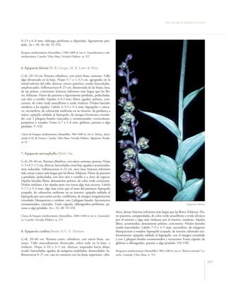 Flora Vascular de Andalucía Oriental




9–13 x 6–8 mm, oblongo–piriforme a elipsoideo, ligeramente pén-
dulo. 2n = 38, 40, 60. VI–VII.

Bosques mediterráneos climatófilos, 1500–1800 m (m–s). Eurosiberiana y sub-
mediterránea. Cazorla, Vélez–Baza, Nevada–Filabres. ra. NT.



6. Epipactis kleinii M. B. Crespo, M. R. Lowe & Piera

G.rh. 20–54 cm. Rizoma cilíndrico, con raíces finas, carnosas. Tallo
algo divaricado en la base. Hojas 3–7 x 1–3,5 cm, agrupadas en la
mitad inferior del tallo, dísticas, erecto–patentes, ovado–lanceoladas,
amplexicaules. Inflorescencia 8–25 cm, distanciada de las hojas, laxa,
de eje peloso, ceniciento; brácteas inferiores más largas que las flo-
res, foliáceas. Flores de patentes a ligeramente péndulas, pediceladas,
con olor a vainilla. Sépalos 4–6,5 mm, libres, agudos, pelosos, ceni-
cientos, de color verde amarillento a verde violáceo. Pétalos laterales
similares a los sépalos. Labelo 4–5,5 x 3–4 mm; hipoquilo ± cónca-
vo, nectarífero, de coloración uniforme en su interior, de pardusco a
rojizo; epiquilo soldado al hipoquilo, de margen levemente crenula-
do, con 2 pliegues basales marcados y ornamentados, verruculosos,
purpúreos o rosados. Fruto 4–7 x 5–6 mm, globoso, patente o algo
péndulo. V–VII.

Claros de bosques mediterráneos climatófilos, 900–1600 m (m–s). Ibérica, alcan-
zando el SE de Francia. Cazorla, Vélez–Baza, Nevada–Filabres, Alpujarras, Ronda.
ra. LC.



7. Epipactis microphylla (Ehrh.) Sw.

G.rh. 20–40 cm. Rizoma cilíndrico, con raíces carnosas, gruesas. Hojas
1–5 x 0,5–1,5 cm, dísticas, lanceoladas, estrechas, agudas o acuminadas,
muy reducidas. Inflorescencia 4–22 cm, muy laxa; brácteas inferiores
más cortas o poco más largas que las flores, foliáceas. Flores de patentes
a péndulas, pediceladas, con leve olor a vainilla o a clavo de especia.
Sépalos laterales libres, densamente pelosos, de color verde ceniciento.
Pétalos similares a los sépalos pero con tonos algo más oscuros. Labelo
5–7,5 x 3–4 mm, algo más corto que el resto del perianto; hipoquilo
acopado, de coloración uniforme en su interior; epiquilo soldado al
hipoquilo por una unión ancha, cordiforme, de margen irregularmente
crenulado, blanquecino o verdoso, con 2 pliegues basales fuertemente
ornamentados, crestados. Fruto cápsula, oblongoideo–piriforme, pa-                                                                              Epipactis kleinii
tente o algo péndulo. 2n = 32, 40. VI–VII.
                                                                                   drica, densa; brácteas inferiores más largas que las flores, foliáceas. Flo-
Claros de bosques mediterráneos climatófilos, 1000–1400 m (m–s). Euroasiáti-       res patentes, campanuladas, de color verde amarillento a verde oliváceo
ca. Cazorla, Nevada–Filabres. ra. NT.                                              por el exterior y algo más violáceas por el interior, inodoras. Sépalos
                                                                                   libres, acuminados, densamente pelosos, cenicientos. Pétalos laterales
                                                                                   ovado–lanceolados. Labelo 7–9 x 4–5 mm, nectarífero, de márgenes
8. Epipactis cardina Benito & C. E. Hermos.                                        blanquecinos o rosados; hipoquilo acopado, de interior coloreado uni-
                                                                                   formemente; epiquilo soldado al hipoquilo, con el margen crenulado
G.rh. 20–60 cm. Rizoma corto, cilíndrico, con raíces finas, car-                   y con 2 pliegues basales ornamentados y verrucosos. Fruto cápsula, de
nosas. Tallo marcadamente divaricado, sobre todo en la base, ±                     globoso a oblongoideo, patente o algo péndulo. VII–VIII.
violáceo. Hojas 4–10 x 2–5 cm, dísticas, arqueadas hacia abajo,
ovado–lanceoladas, agudas, de márgenes ondulados, denticulados. In-                Bosquetes mediterráneos climatófilos, 900–1400 m (m–s). Ibérica oriental. Ca-
florescencia 8–25 cm, casi en contacto con las hojas superiores, cilín-            zorla, Granada, Vélez–Baza. rr. NT.

                                                                                                                                                                    197
 