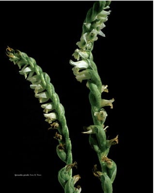 Spiranthes spiralis. Foto: R. Nieto
 