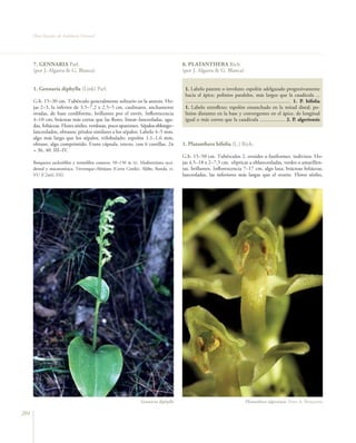 Flora Vascular de Andalucía Oriental




      7. GENNARIA Parl.                                                                8. PLATANTHERA Rich.
      (por J. Algarra & G. Blanca)                                                     (por J. Algarra & G. Blanca)


      1. Gennaria diphylla (Link) Parl.                                                 1. Labelo patente o involuto; espolón adelgazado progresivamente
                                                                                        hacia el ápice; polinios paralelos, más largos que la caudícula ...
      G.b. 15–30 cm. Tubérculo generalmente solitario en la antesis. Ho-                ................................................................................ 1. P. bifolia
      jas 2–3, la inferior de 3,5–7,2 x 2,5–5 cm, caulinares, anchamente                1. Labelo retroflexo; espolón ensanchado en la mitad distal; po-
      ovadas, de base cordiforme, brillantes por el envés. Inflorescencia               linios distantes en la base y convergentes en el ápice, de longitud
      4–10 cm; brácteas más cortas que las flores, linear–lanceoladas, agu-             igual o más cortos que la caudícula ................... 2. P. algeriensis
      das, foliáceas. Flores sésiles, verdosas, poco aparentes. Sépalos oblongo–
      lanceolados, obtusos; pétalos similares a los sépalos. Labelo 4–5 mm,
      algo más largo que los sépalos, trilobulado; espolón 1,1–1,6 mm,
      obtuso, algo comprimido. Fruto cápsula, erecto, con 6 costillas. 2n              1. Platanthera bifolia (L.) Rich.
      = 36, 40. III–IV.
                                                                                       G.b. 15–50 cm. Tubérculos 2, ovoides o fusiformes, indivisos. Ho-
      Bosquetes esclerófilos y termófilos costeros, 50–150 m (t). Mediterránea occi-   jas 4,5–18 x 2–7,5 cm, elípticas a oblanceoladas, verdes o amarillen-
      dental y macaronésica. Trevenque–Almijara (Cerro Gordo), Aljibe, Ronda. rr.      tas, brillantes. Inflorescencia 7–17 cm, algo laxa; brácteas foliáceas,
      VU [C2a(i); D2].                                                                 lanceoladas, las inferiores más largas que el ovario. Flores sésiles,




                                                                 Gennaria diphylla                                               Platanthera algeriensis. Foto: A. Benavente

204
 